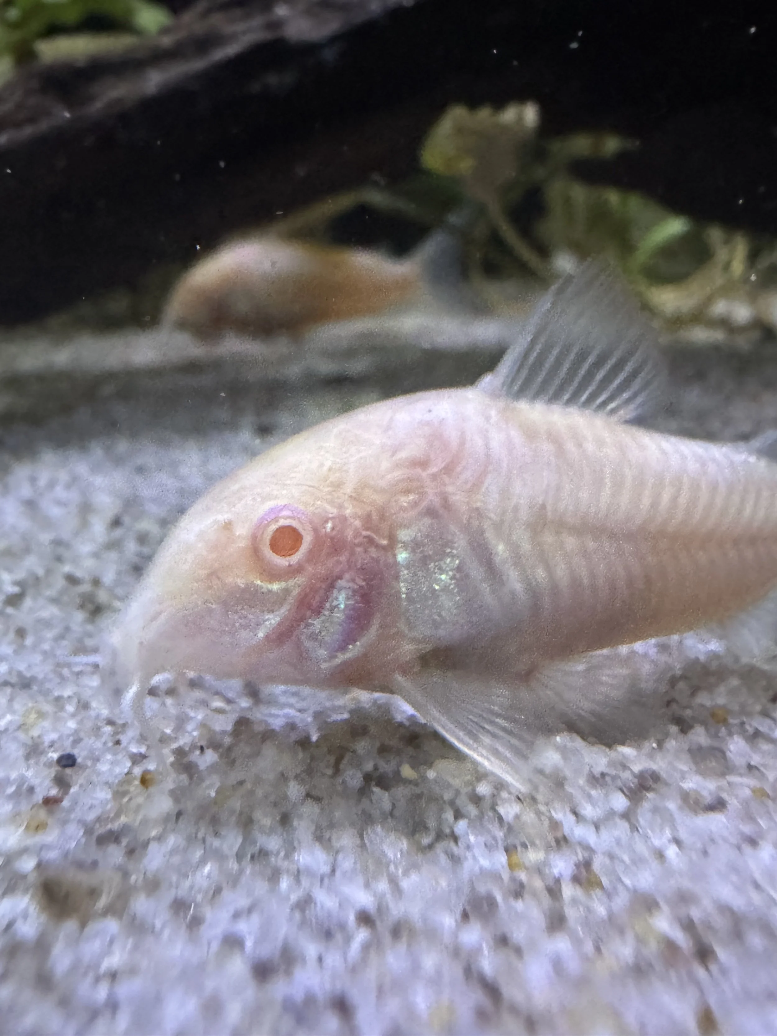 Albino Corydoras