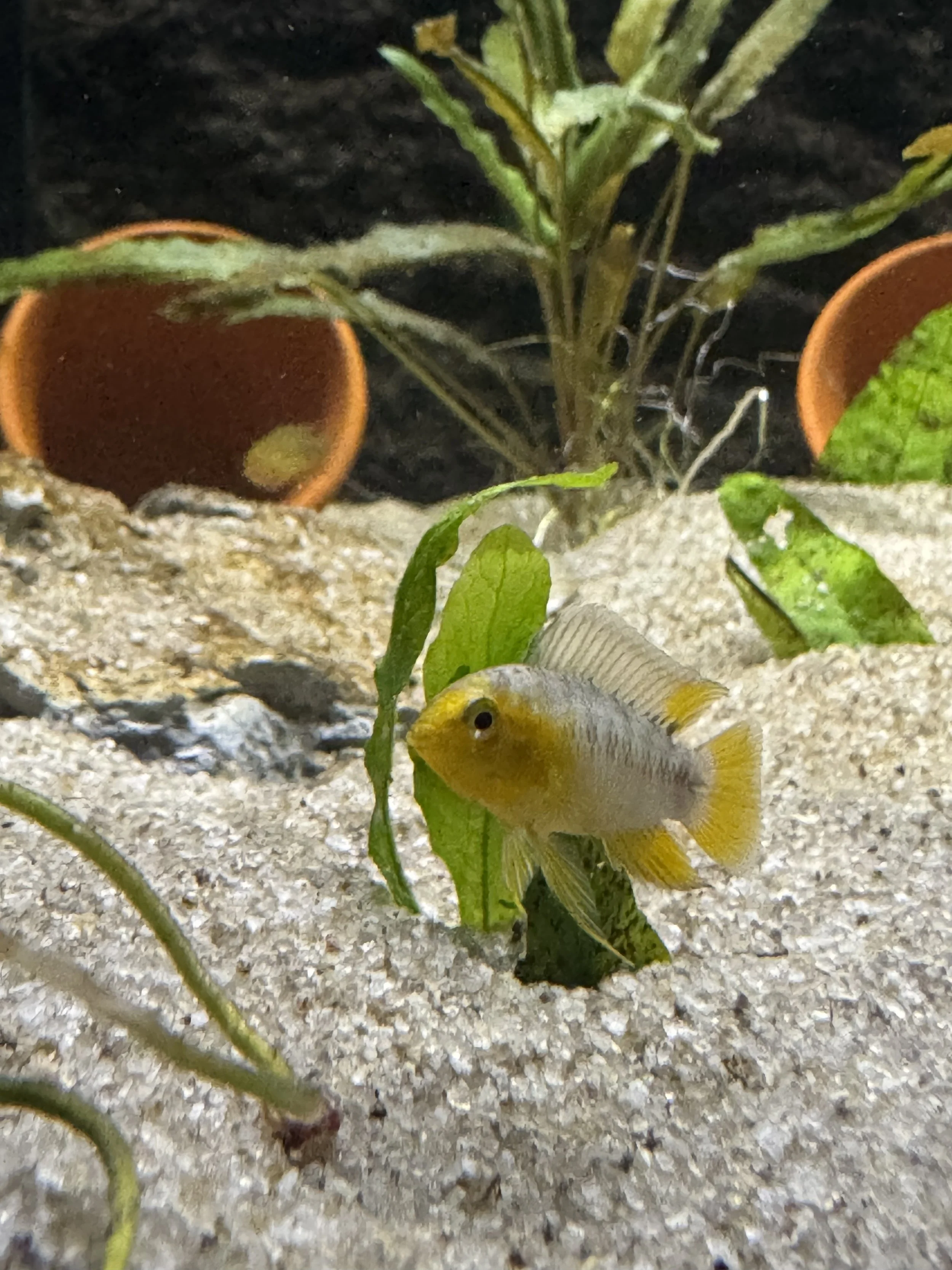 Apistogramma Borelli