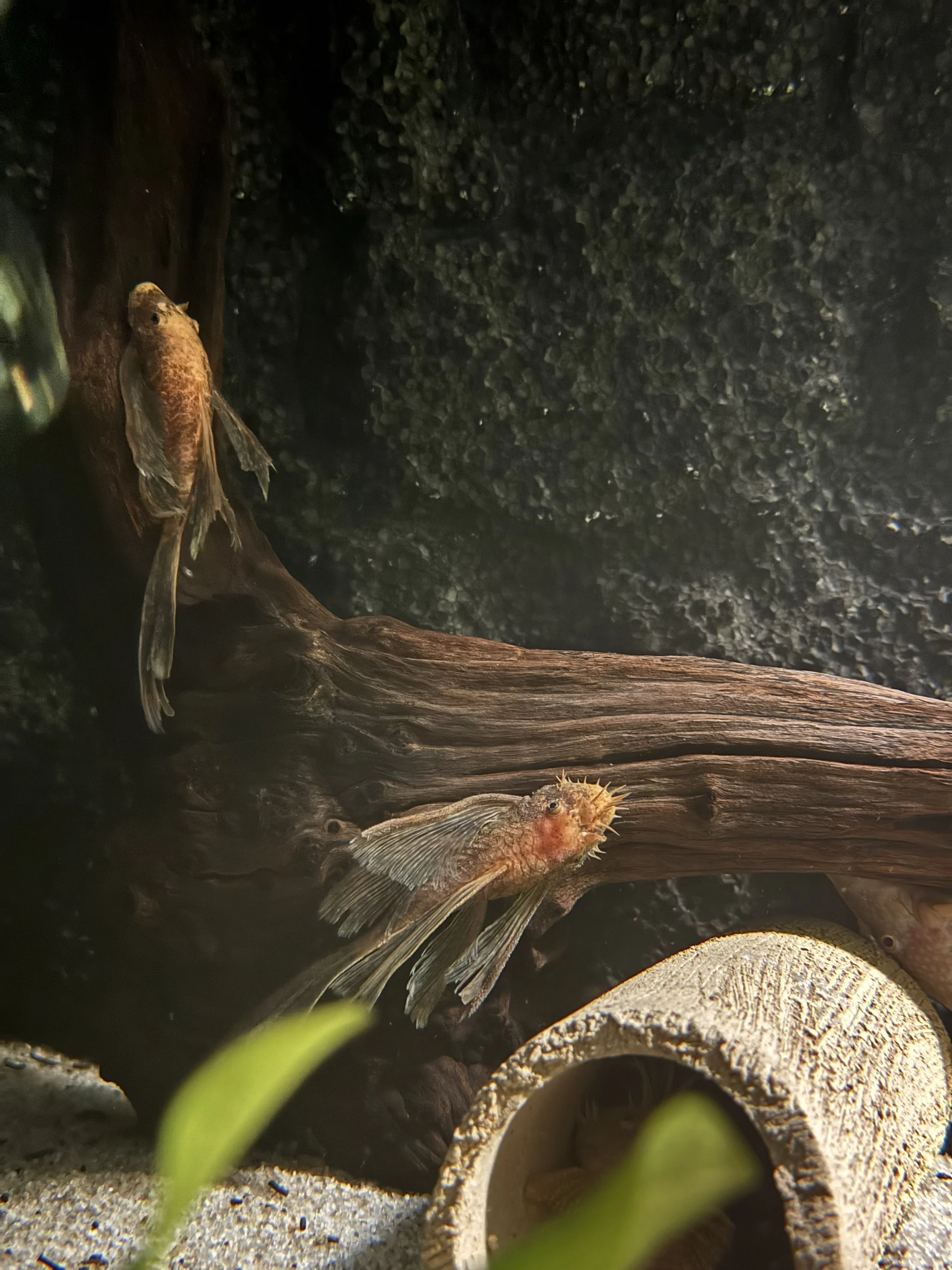Longfin Marble Bristlenose Pleco