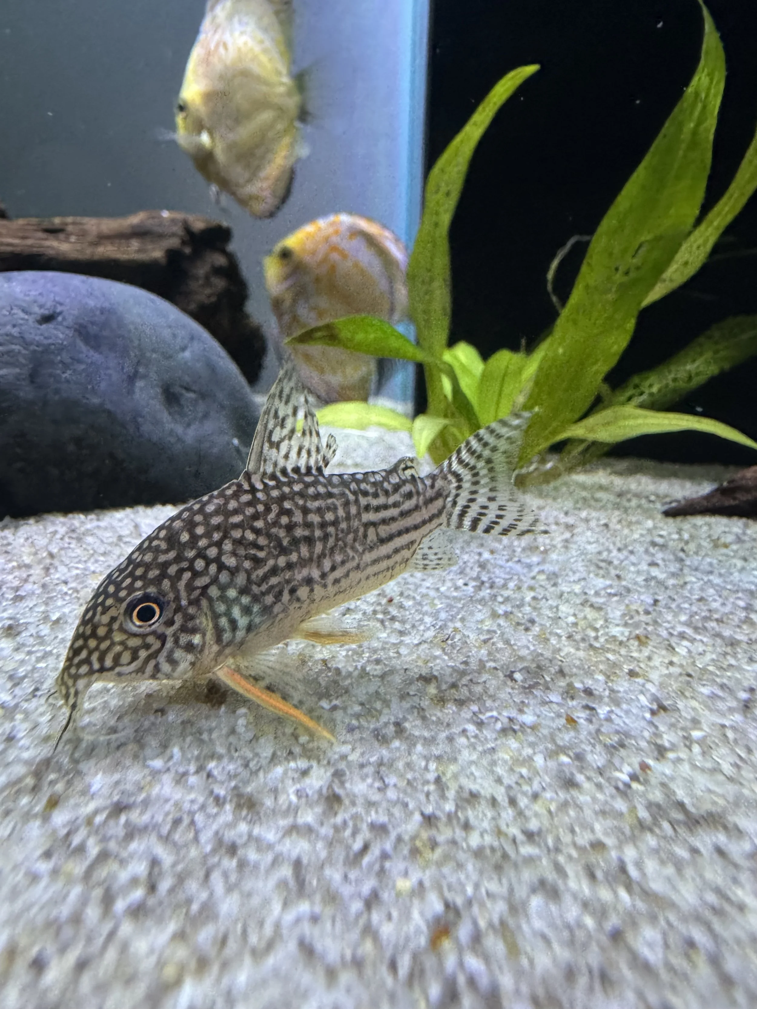Sterbai Corydoras