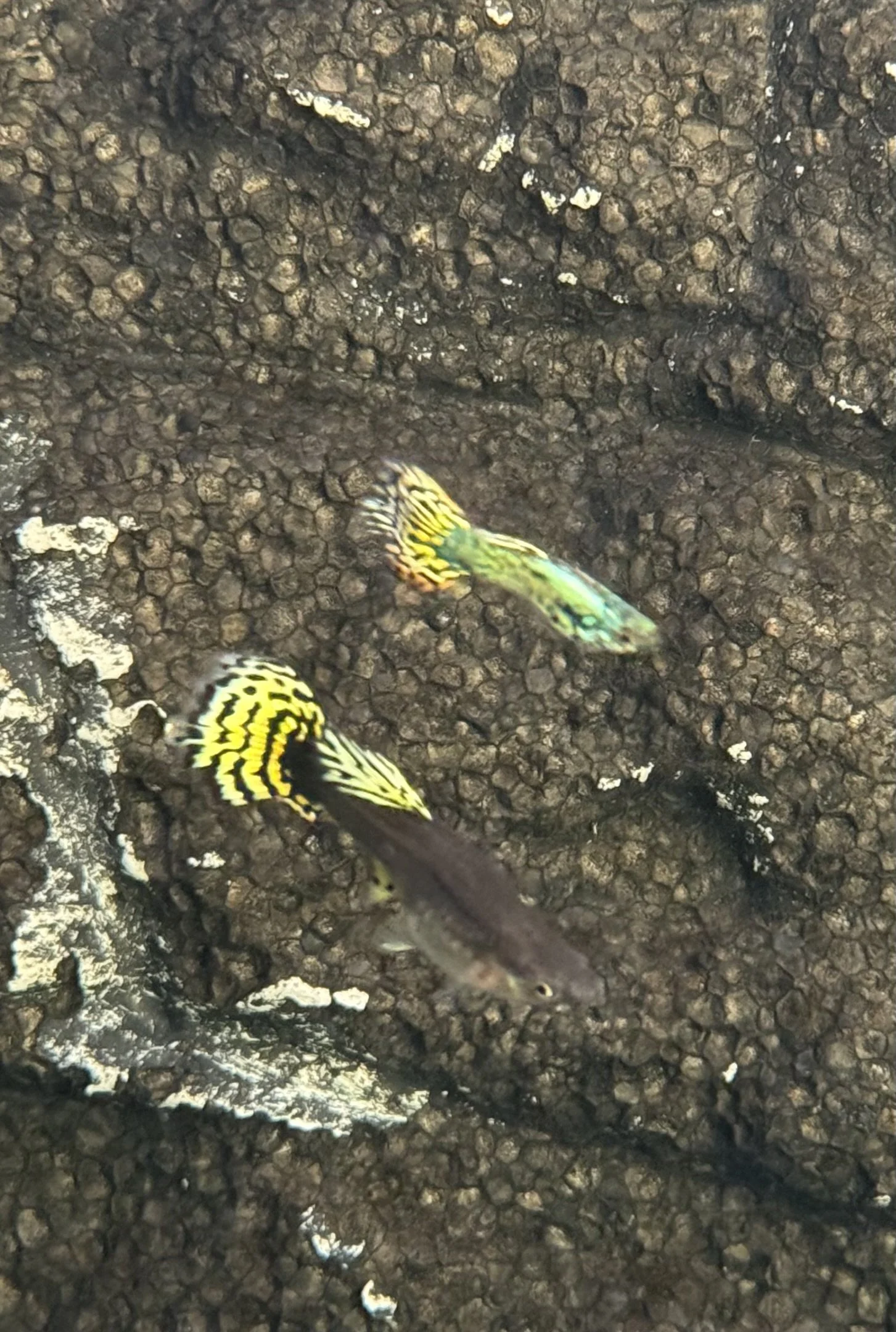 Green Dragon Snakeskin Guppy Pair