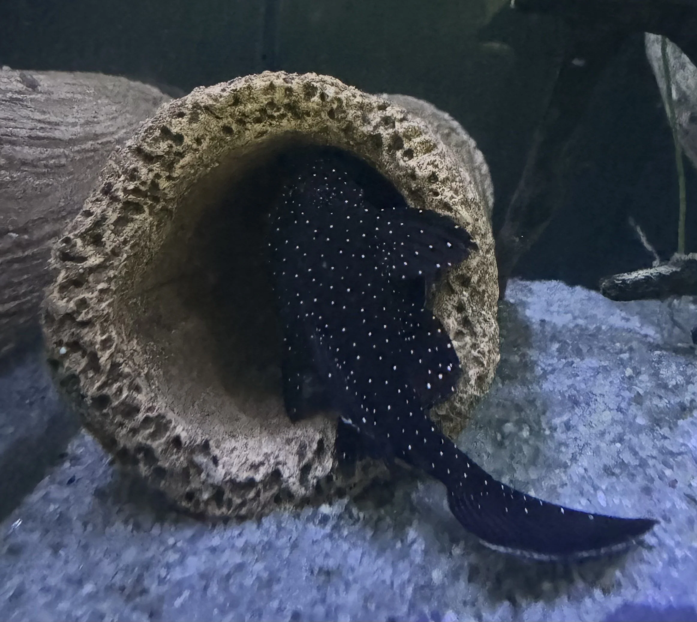 Peppermint Bristlenose Pleco
