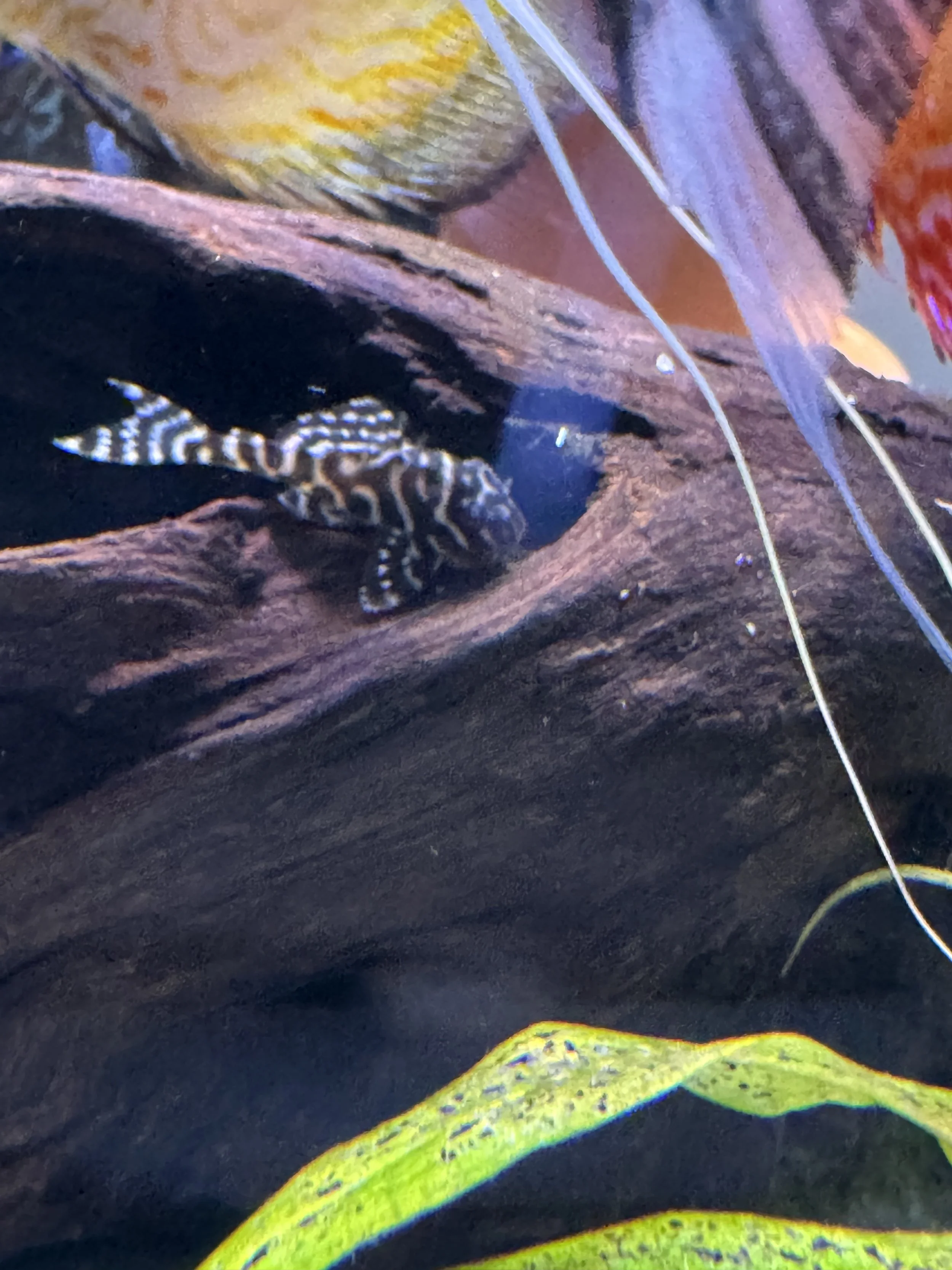 L333 Pleco