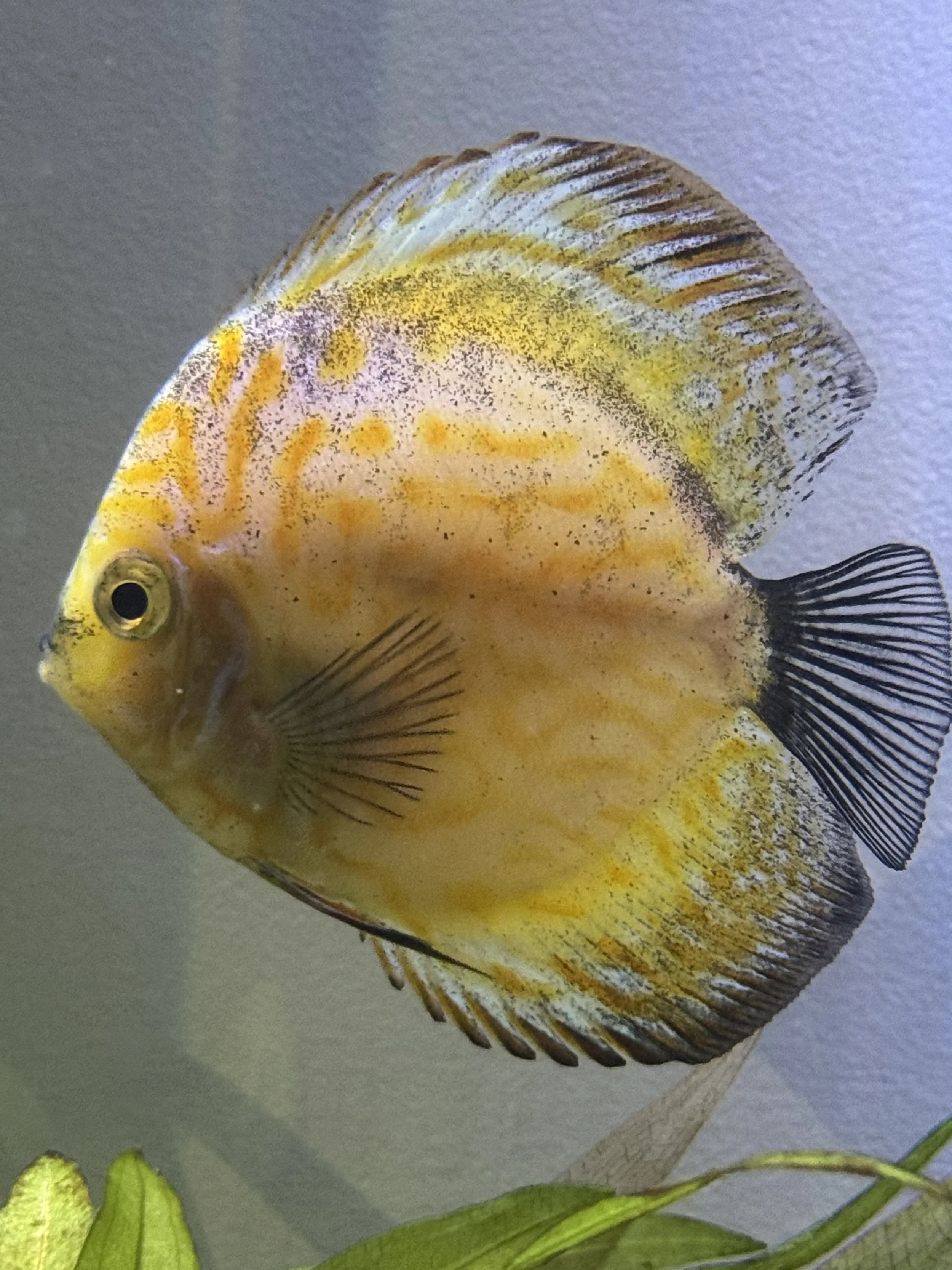 Discus