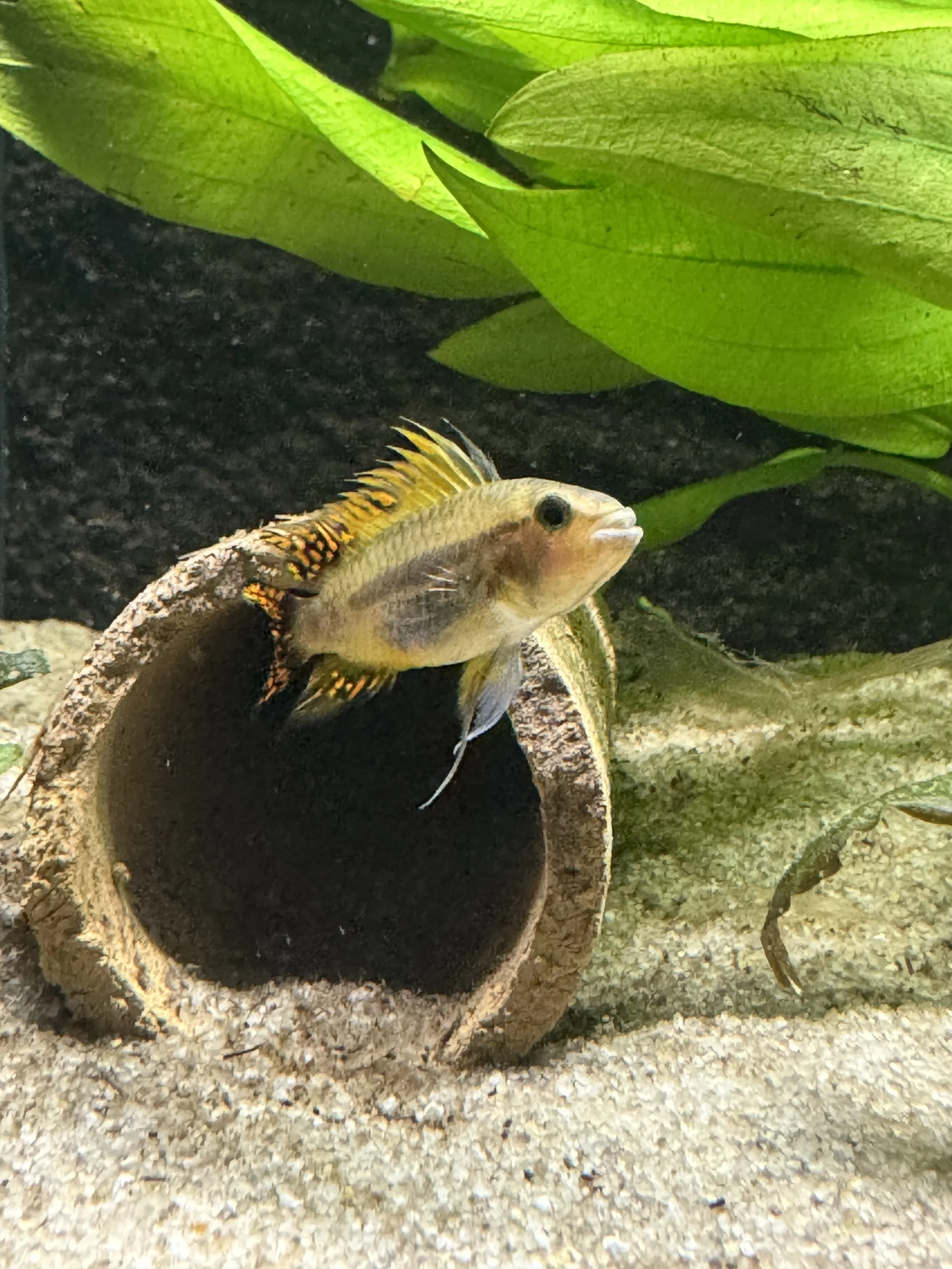Apistogramma Cacatuoides