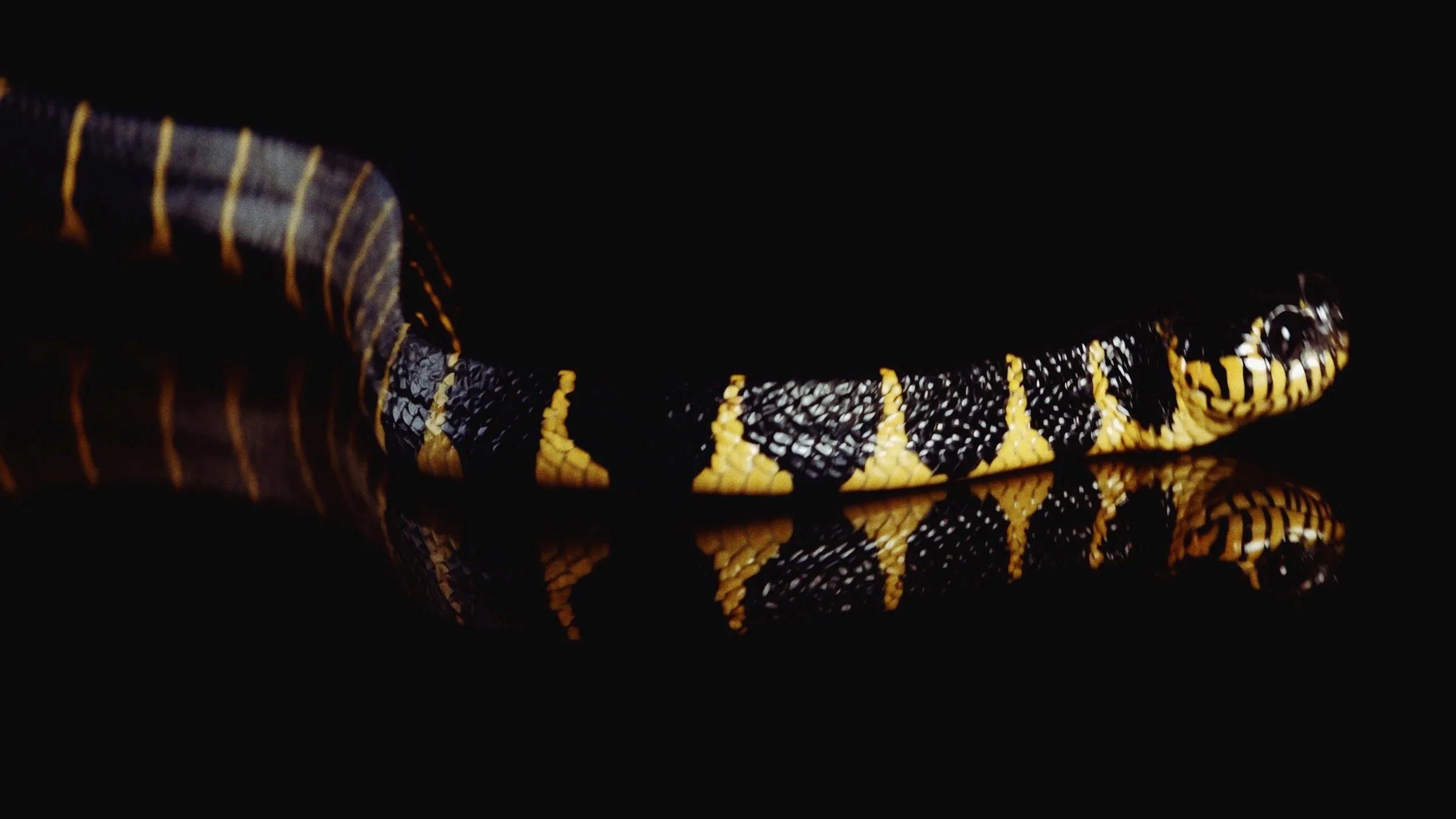 Close-up of a black and yellow patterned snake on a reflective black surface.