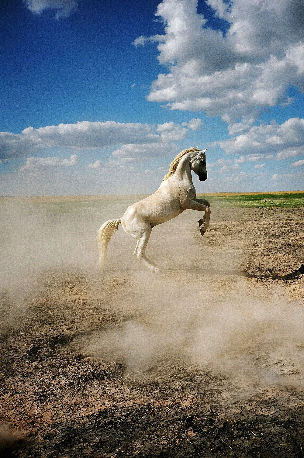 whorse+1500+XXXXX.jpg