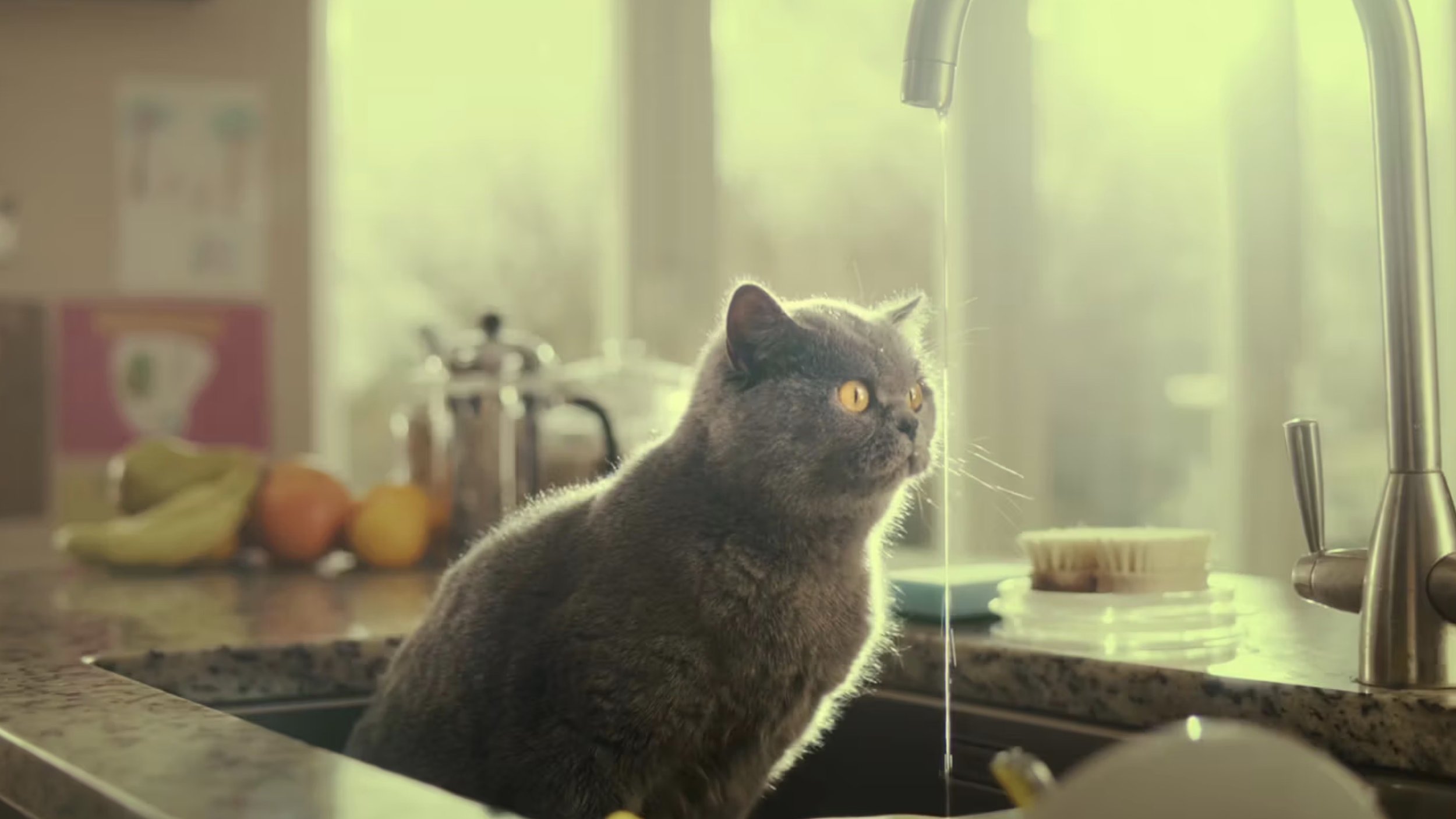Gray cat sitting in kitchen sink with duck and orange in background, illuminated by sunlight through window.