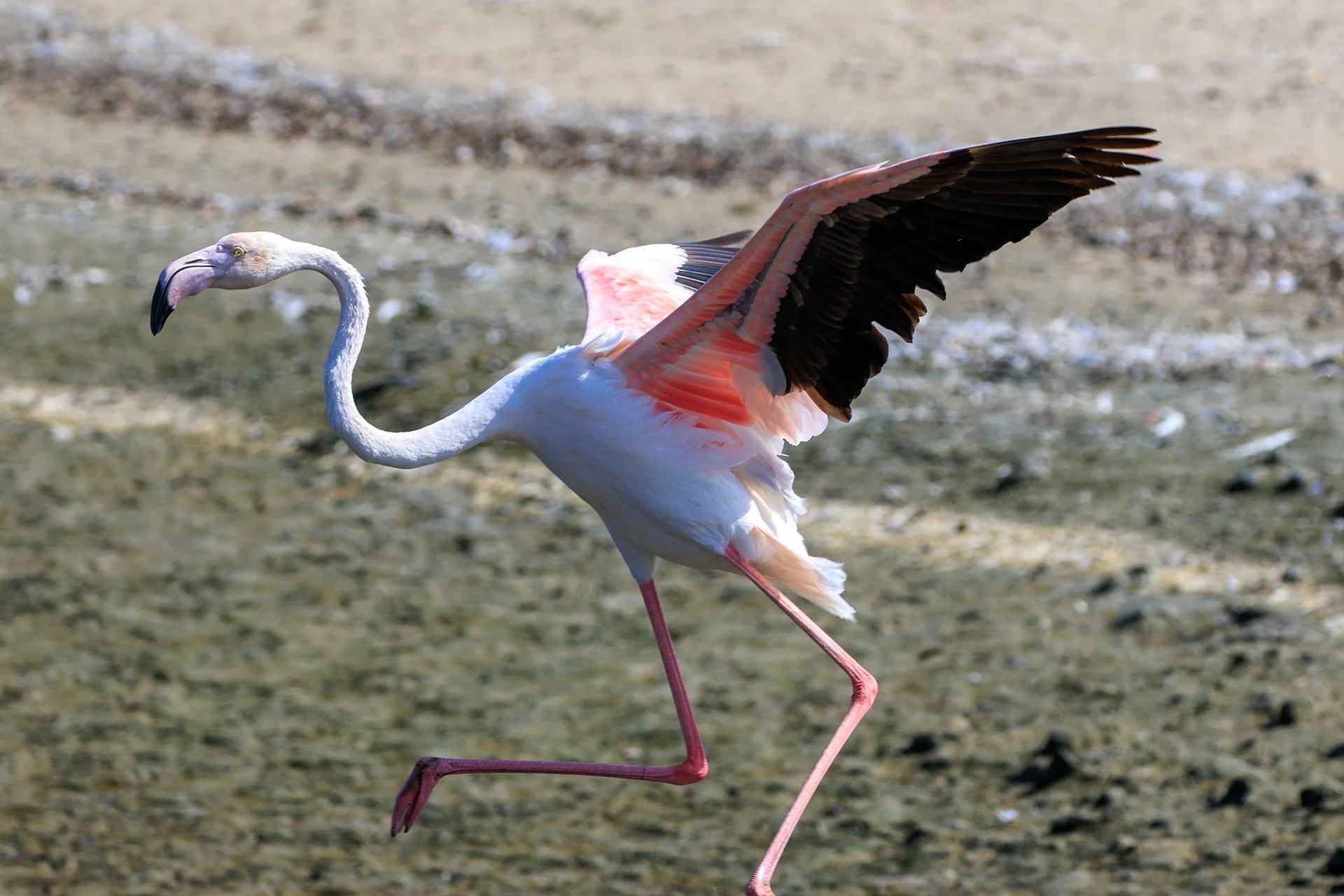 Greater Flaming. Ras Al Khor, Dubai, UAE. 10 November 2024. ​​​​​​​