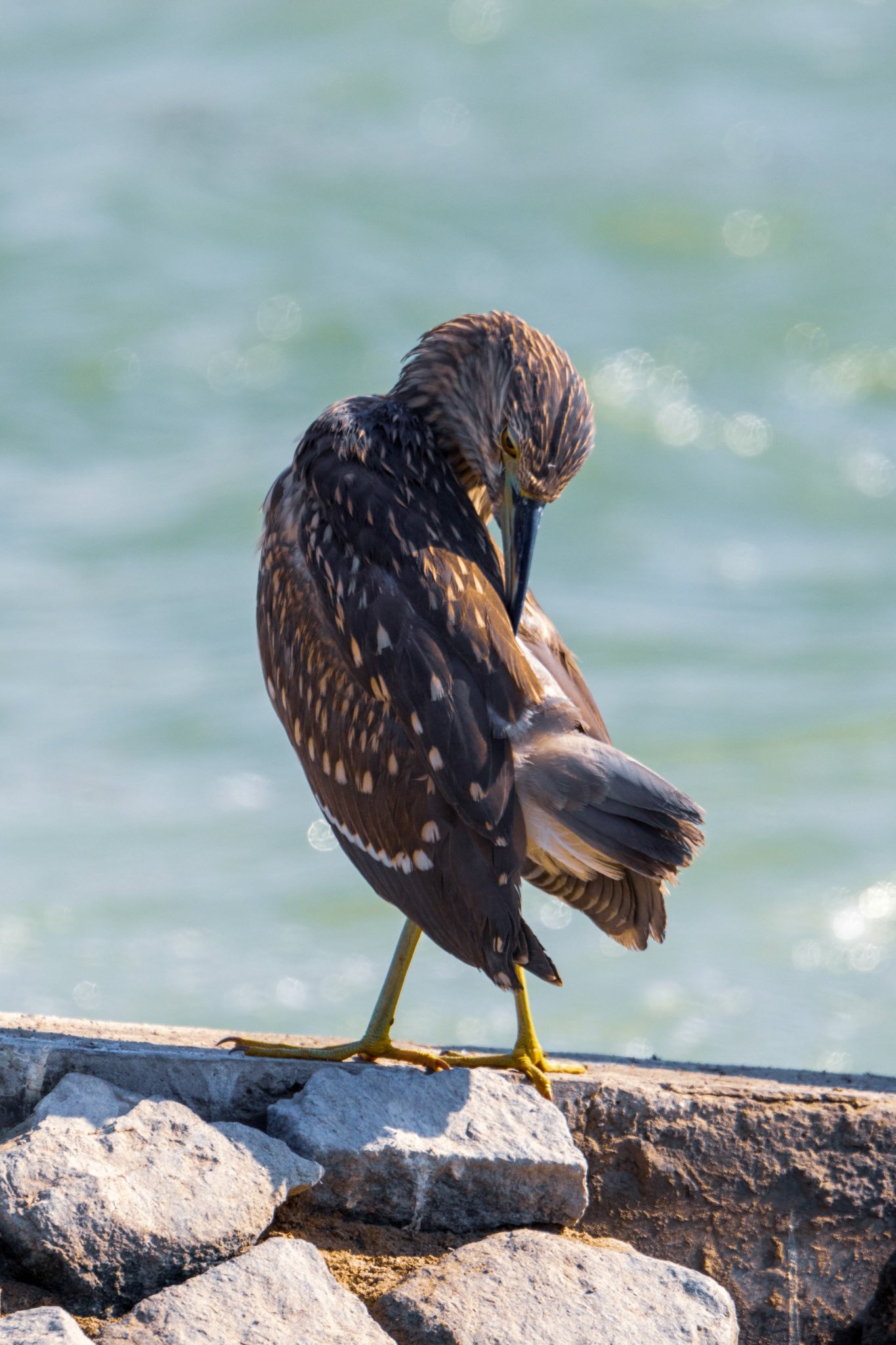 Black-Crowned Night Heron.. Ras Al Khor, Dubai, UAE. 10 November 2024. ​​​​​​​