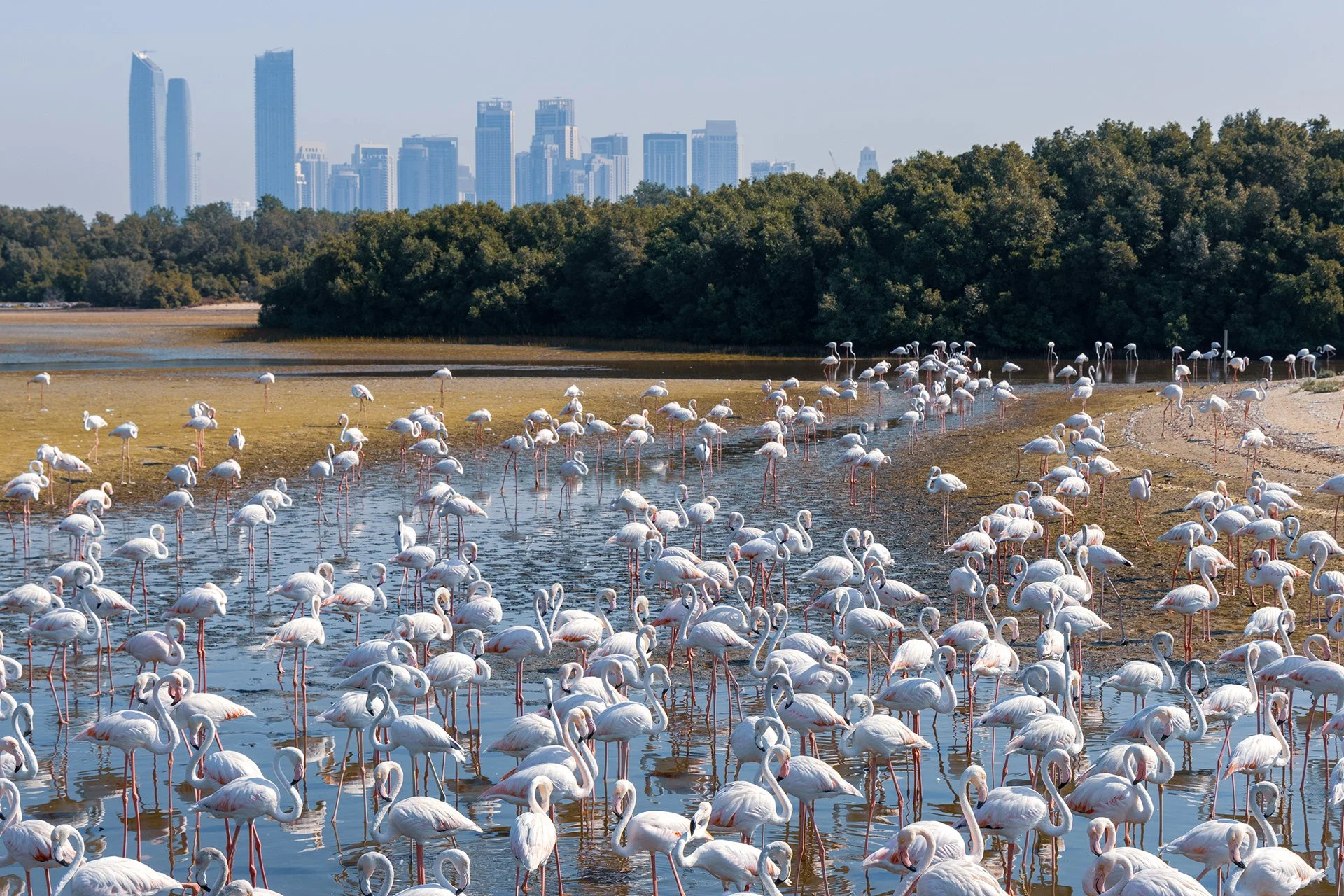 Greater Flaming. Ras Al Khor, Dubai, UAE. 10 November 2024. ​​​​​​​