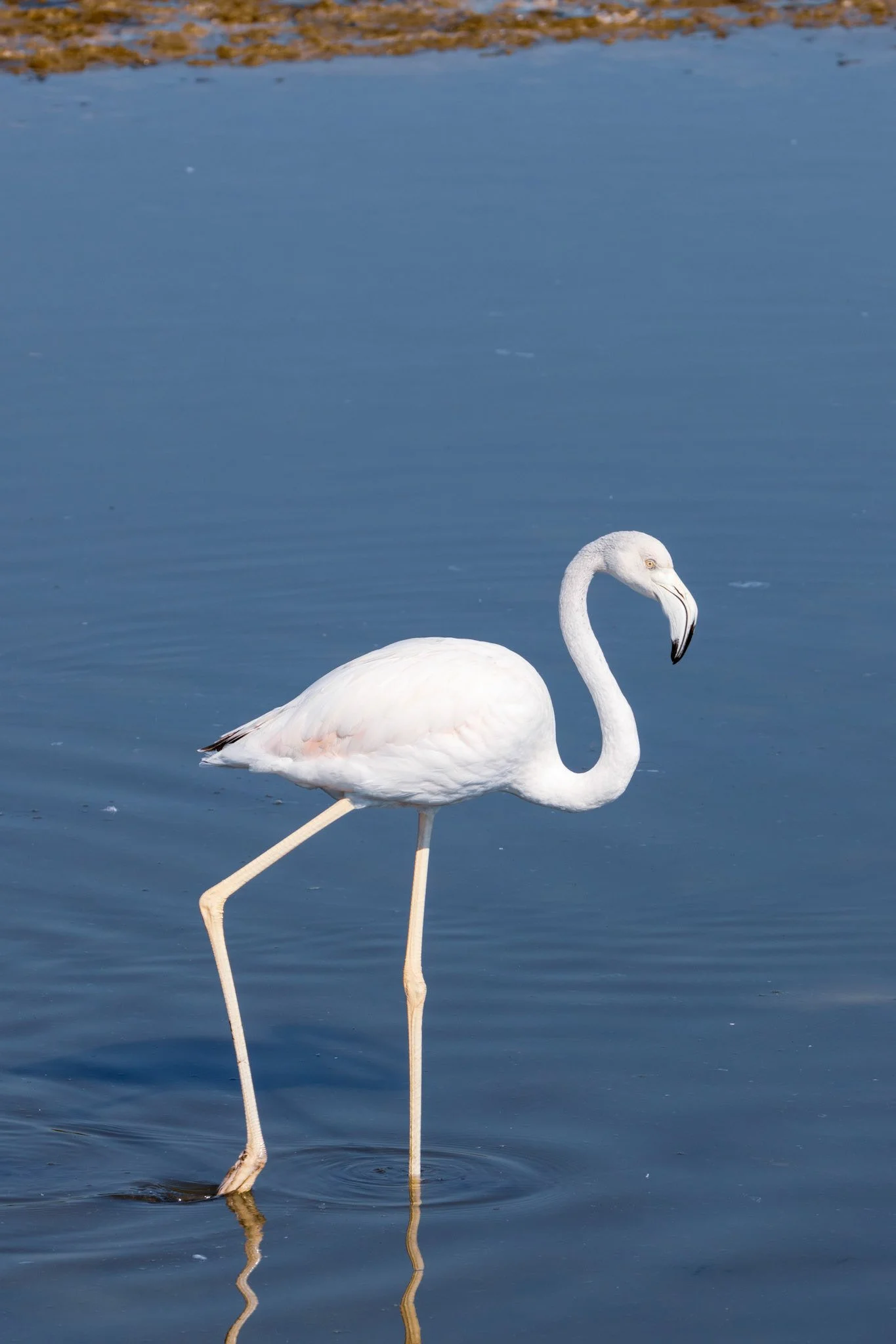 GREATER FLAMINGO | RAS AL KHOR | UAE