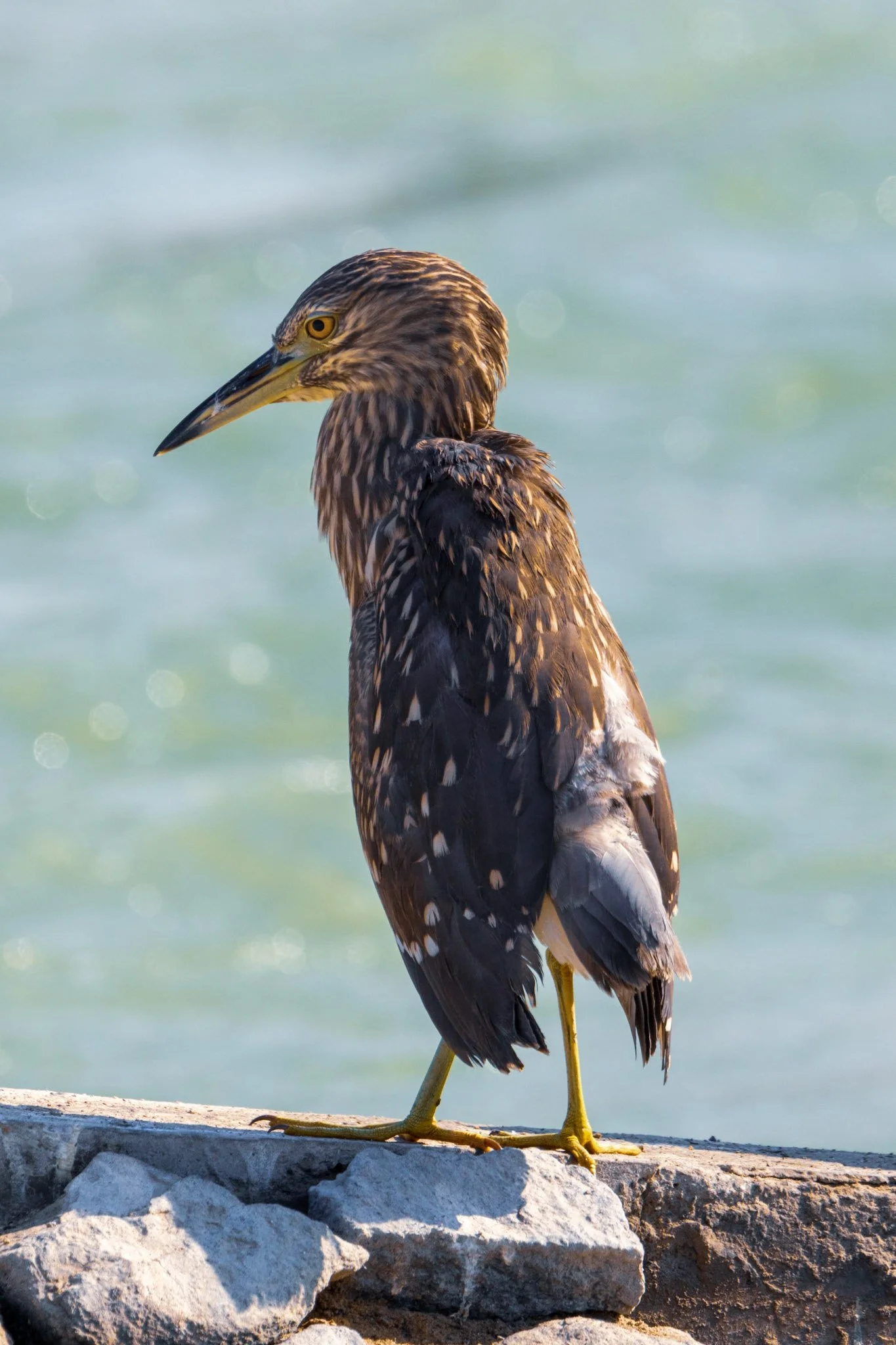Black-Crowned Night Heron.. Ras Al Khor, Dubai, UAE. 10 November 2024. ​​​​​​​