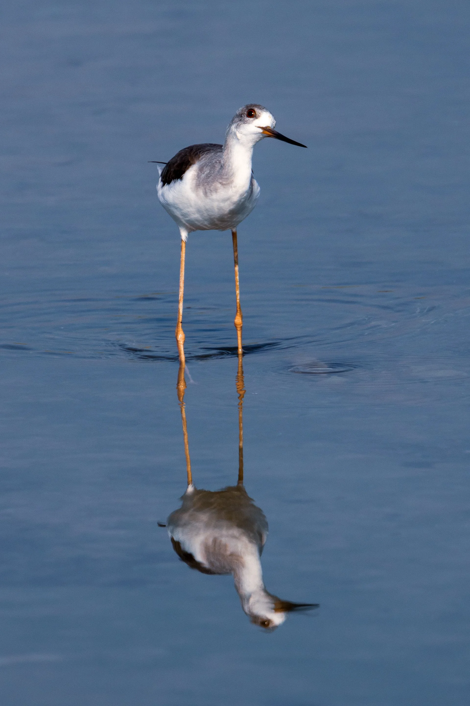 black winged stilt.jpeg