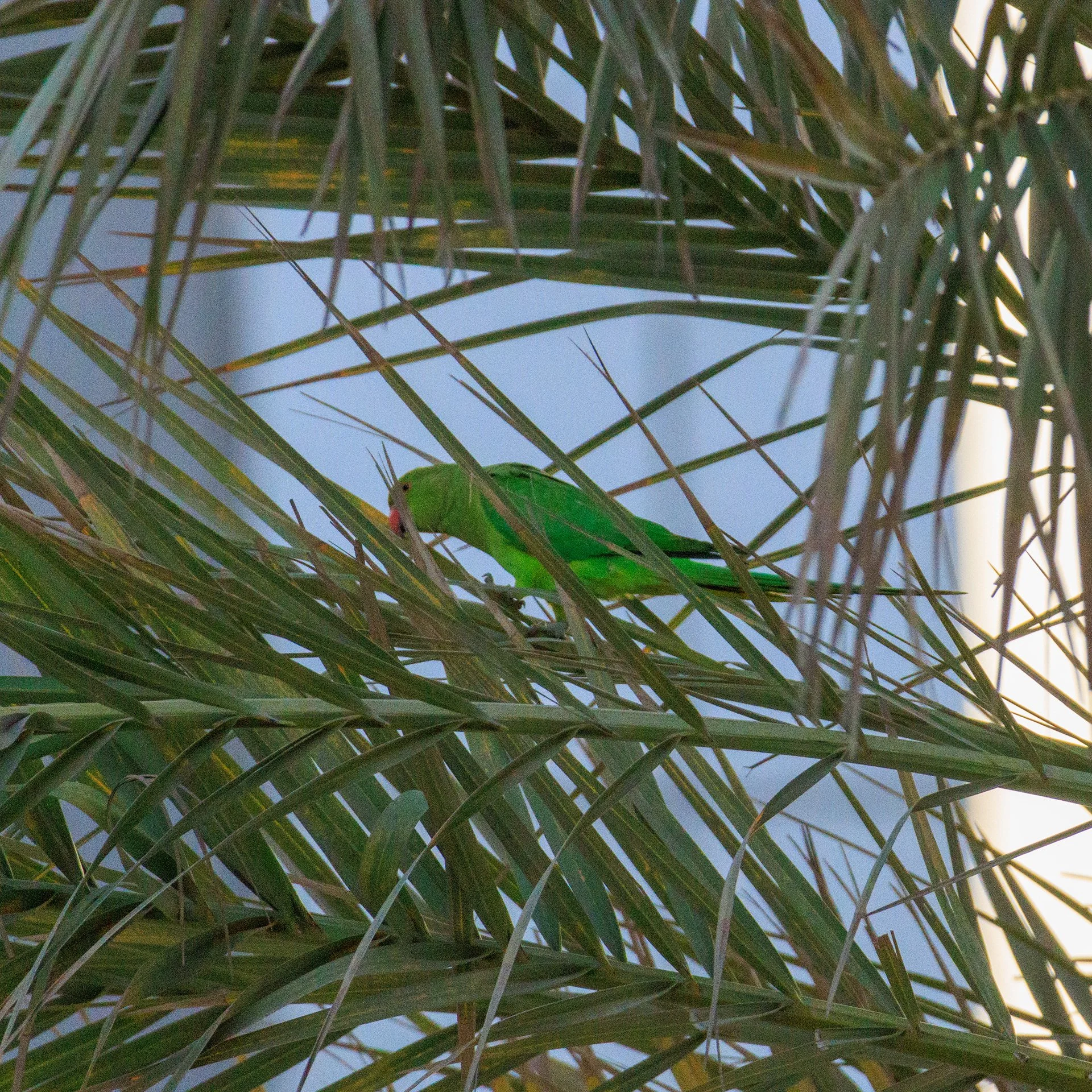ROSE-RINGED PARAKEET | REEM ISLAND MANGROVES | UAE