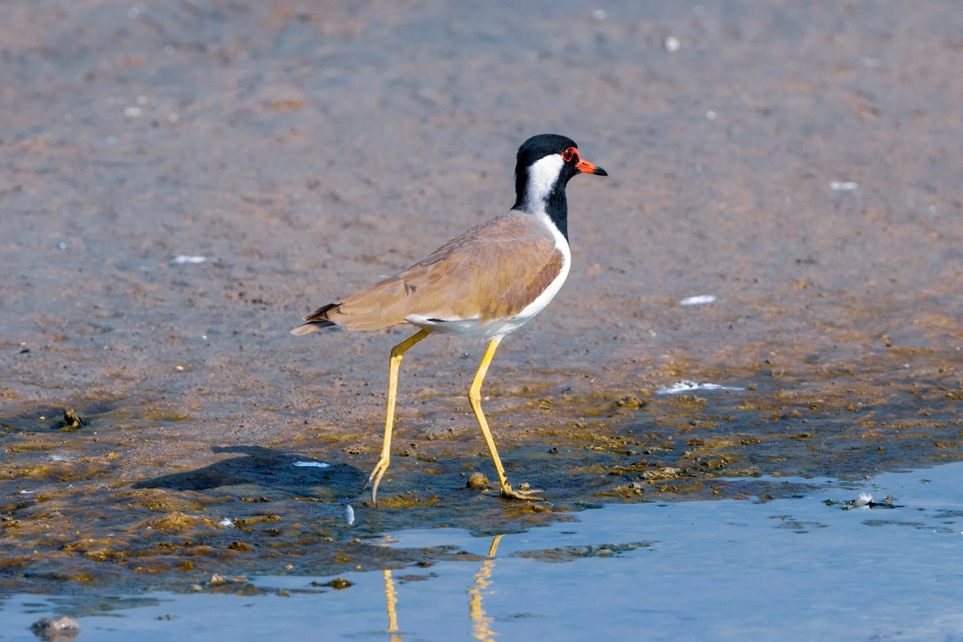 RED-WATTLED LAPWING  | RAS AL KHOR | UAE