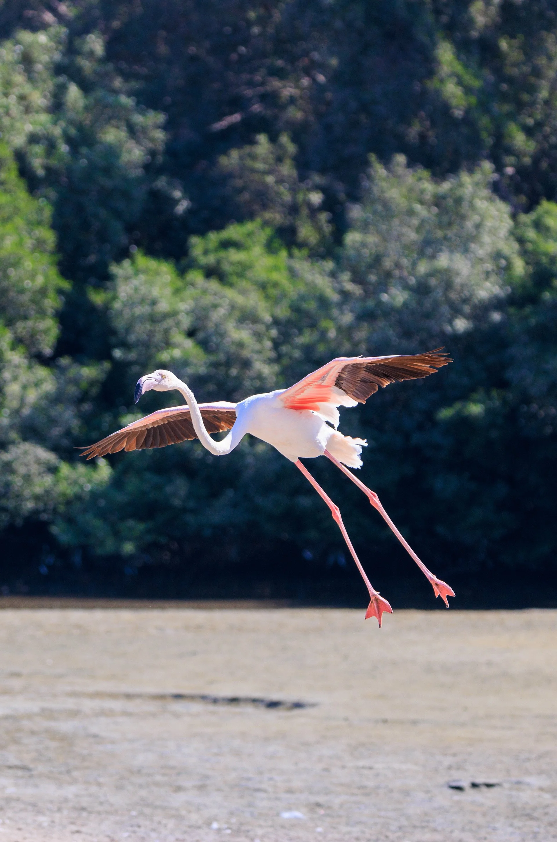 Greater Flaming. Ras Al Khor, Dubai, UAE. 10 November 2024. ​​​​​​​