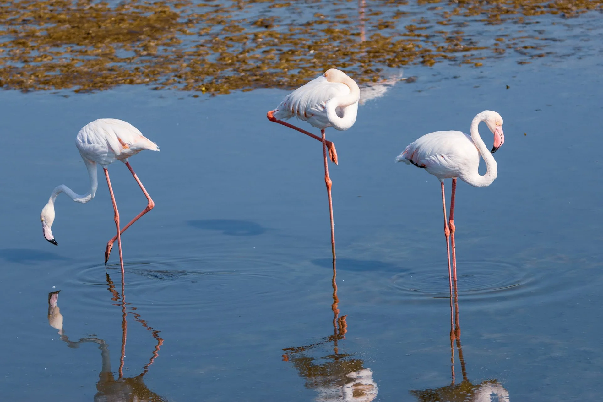 Greater Flaming. Ras Al Khor, Dubai, UAE. 10 November 2024. ​​​​​​​