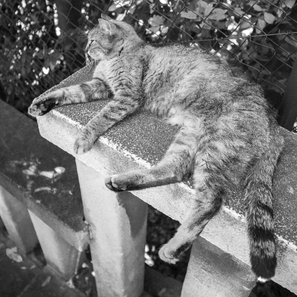 Reflections in Ras al Khor-10.jpg