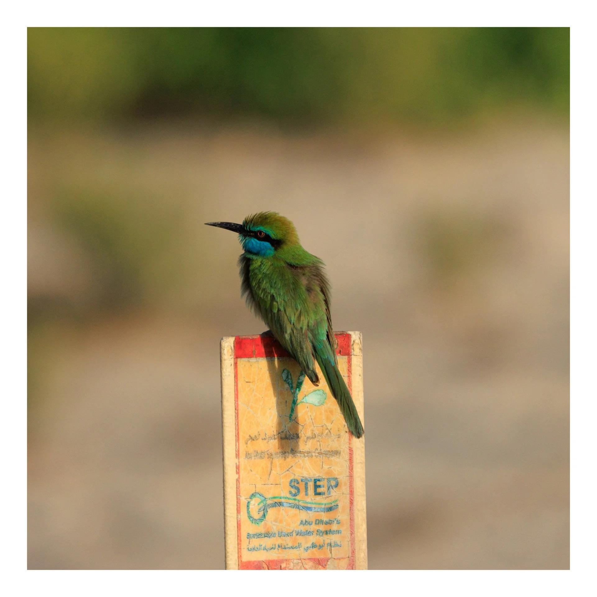 Arabian Green Bee-Eater. Wathba Wetland Reserve. Abu Dhabi, UAE.  24 November 2024.