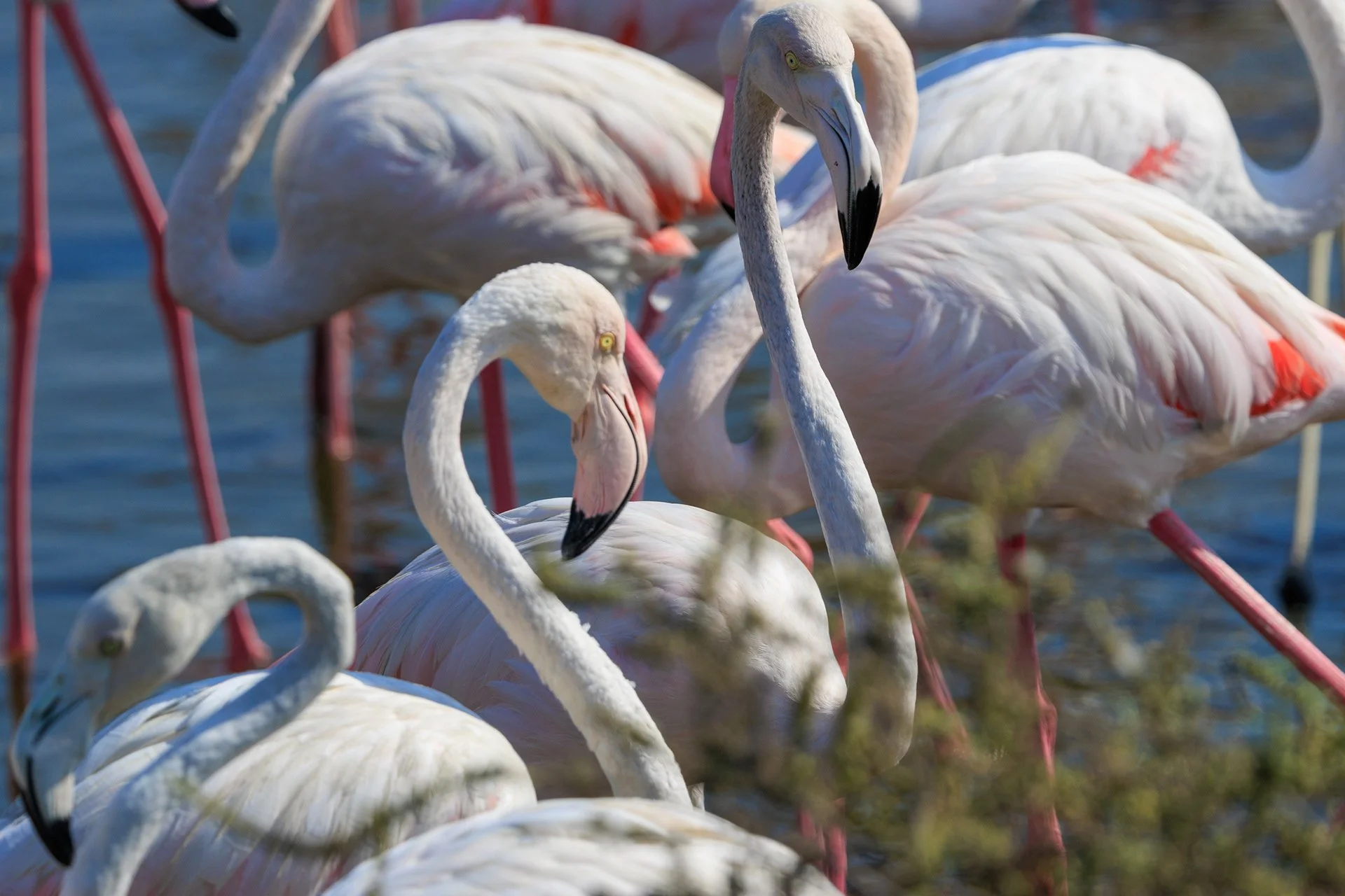 Greater Flaming. Ras Al Khor, Dubai, UAE. 10 November 2024. ​​​​​​​