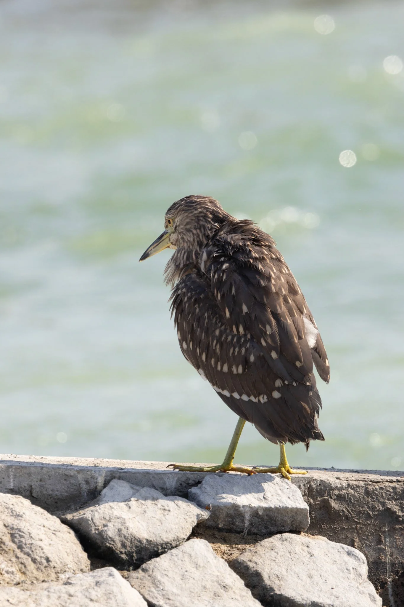 Black-Crowned Night Heron.. Ras Al Khor, Dubai, UAE. 10 November 2024. ​​​​​​​