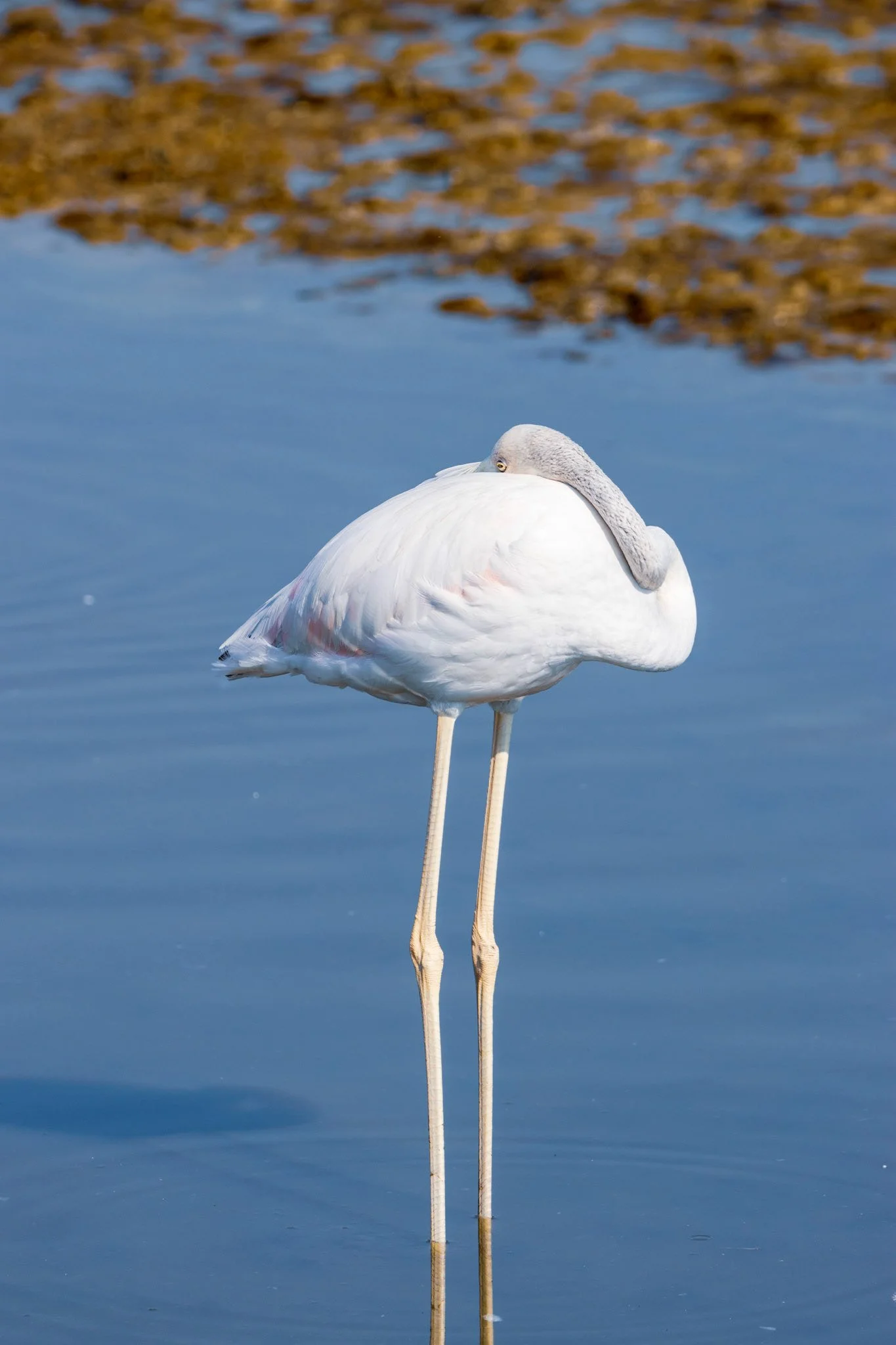 Greater Flaming. Ras Al Khor, Dubai, UAE. 10 November 2024. ​​​​​​​