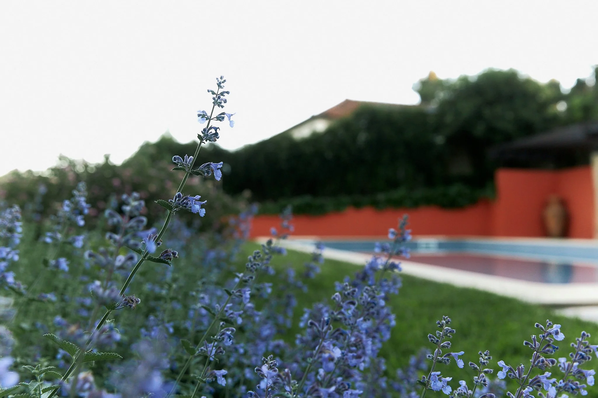 Close-up of purple flower spikes in a garden, blurred background of a pool, green lawn, and a red wall with a house and trees.