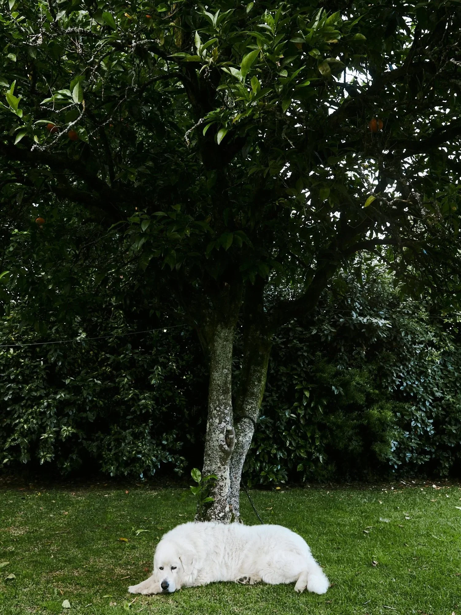 A white puppy lying on the grass near a tree with green leaves in a garden or backyard.
