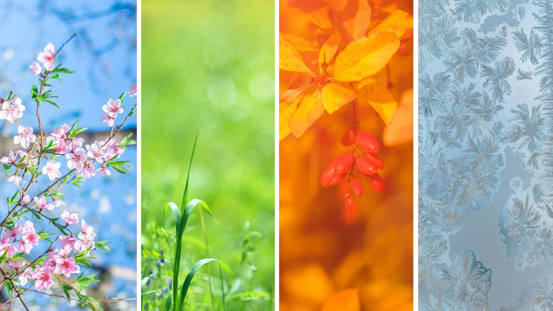 New Year – Four Seasons