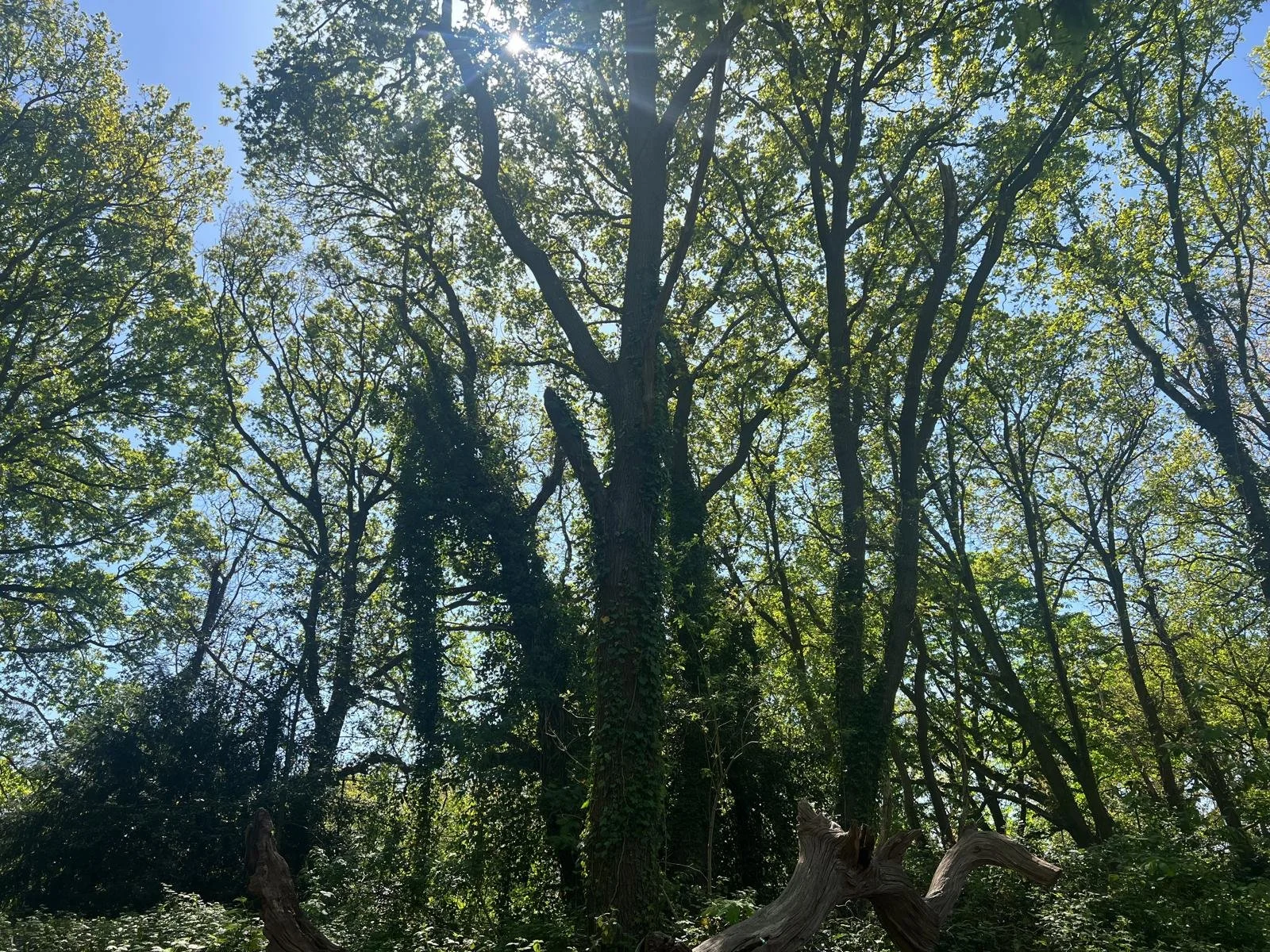Tall trees with green leaves and sunlight filtering through in a forest.