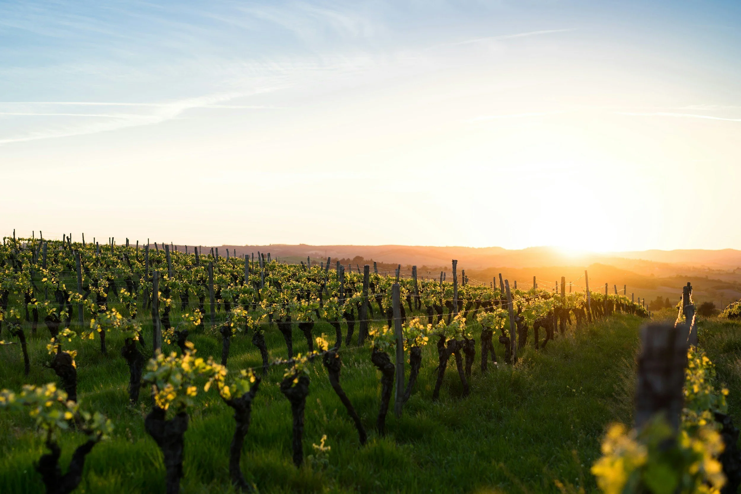 Vineyard rows at sunset with green grapevines supported by wooden posts and a bright orange sky.
