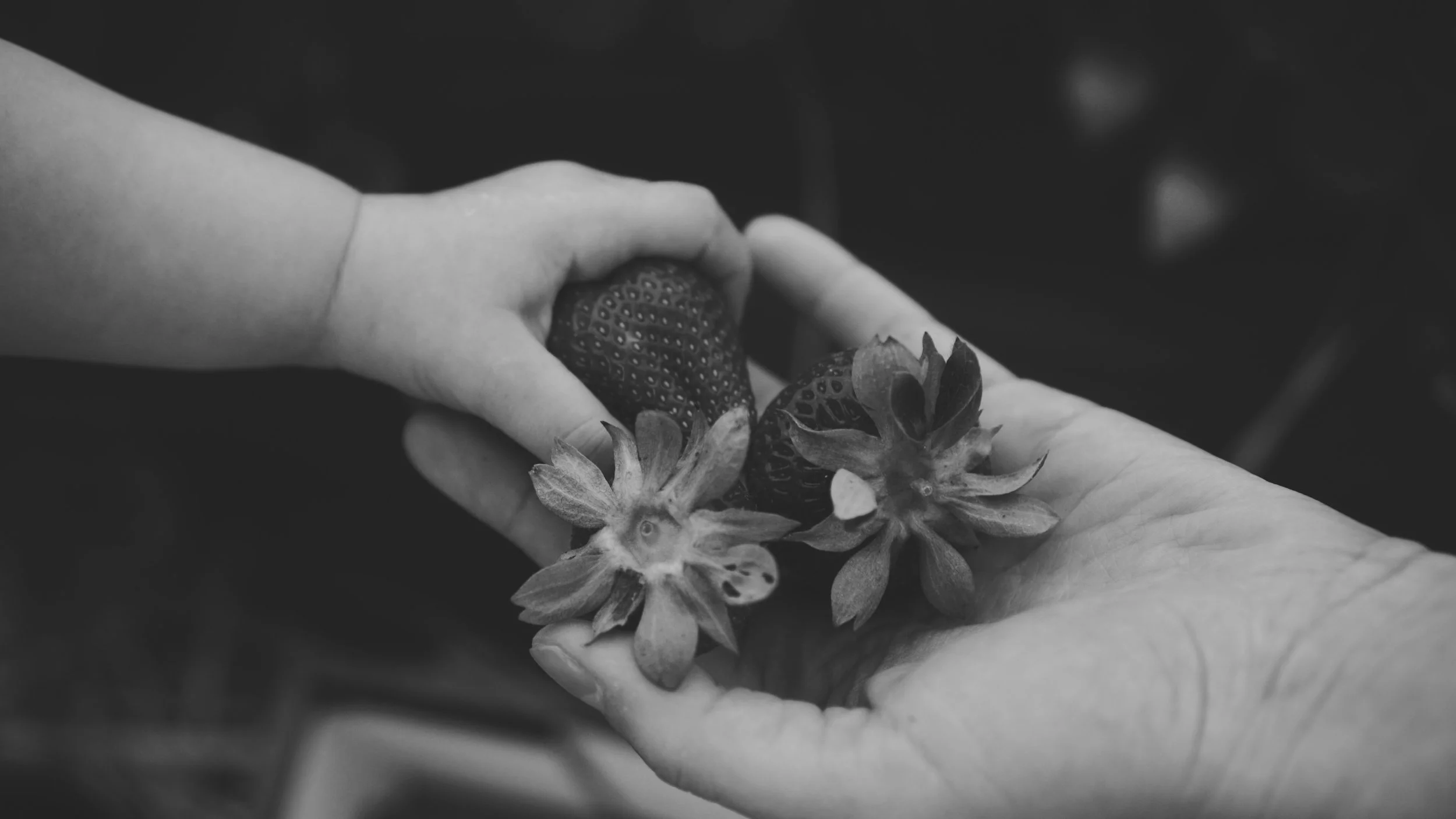 Black and white photo of two hands exchanging a strawberry and a handful of strawberries.