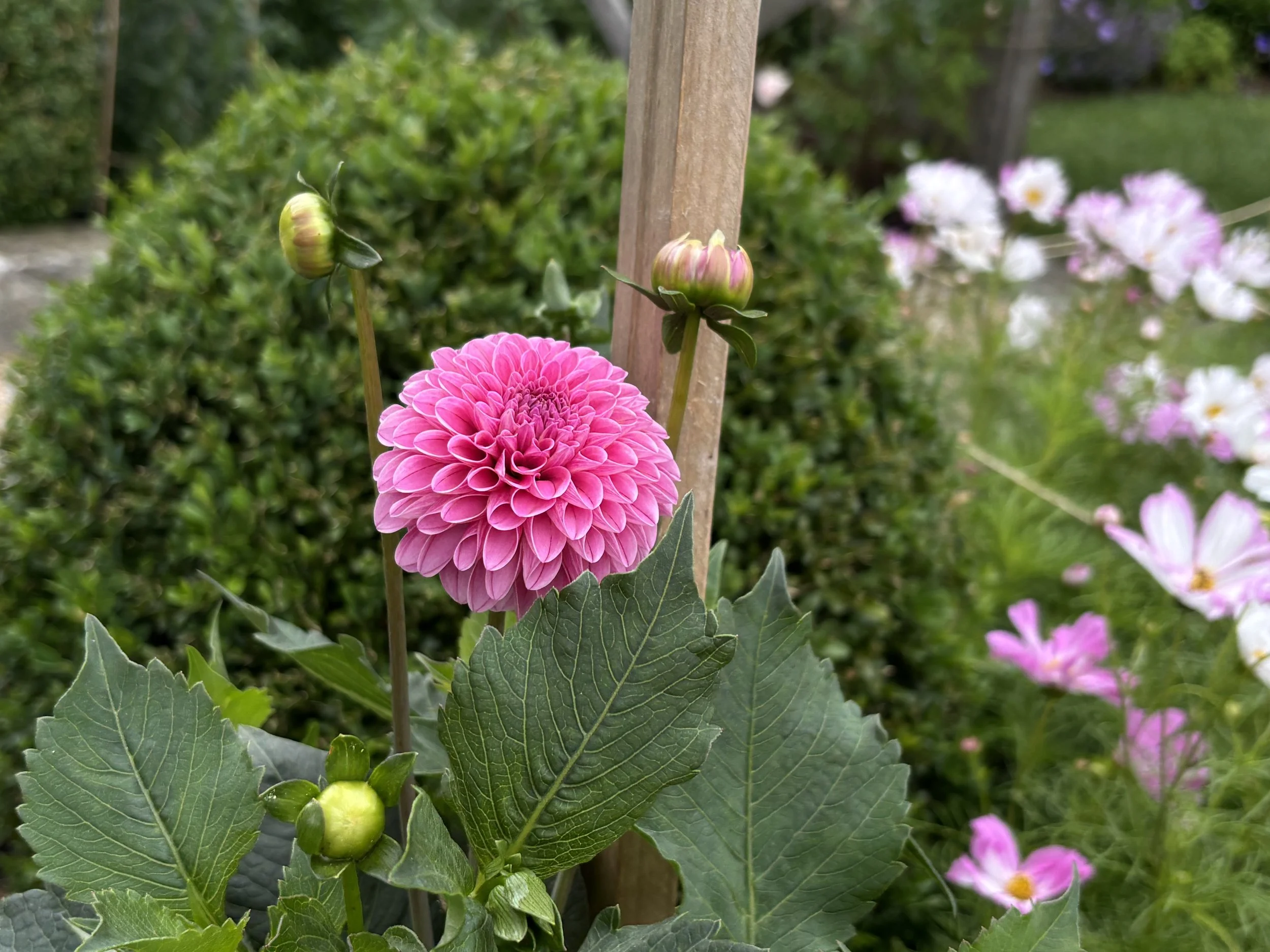 IMG_6846.jpeg