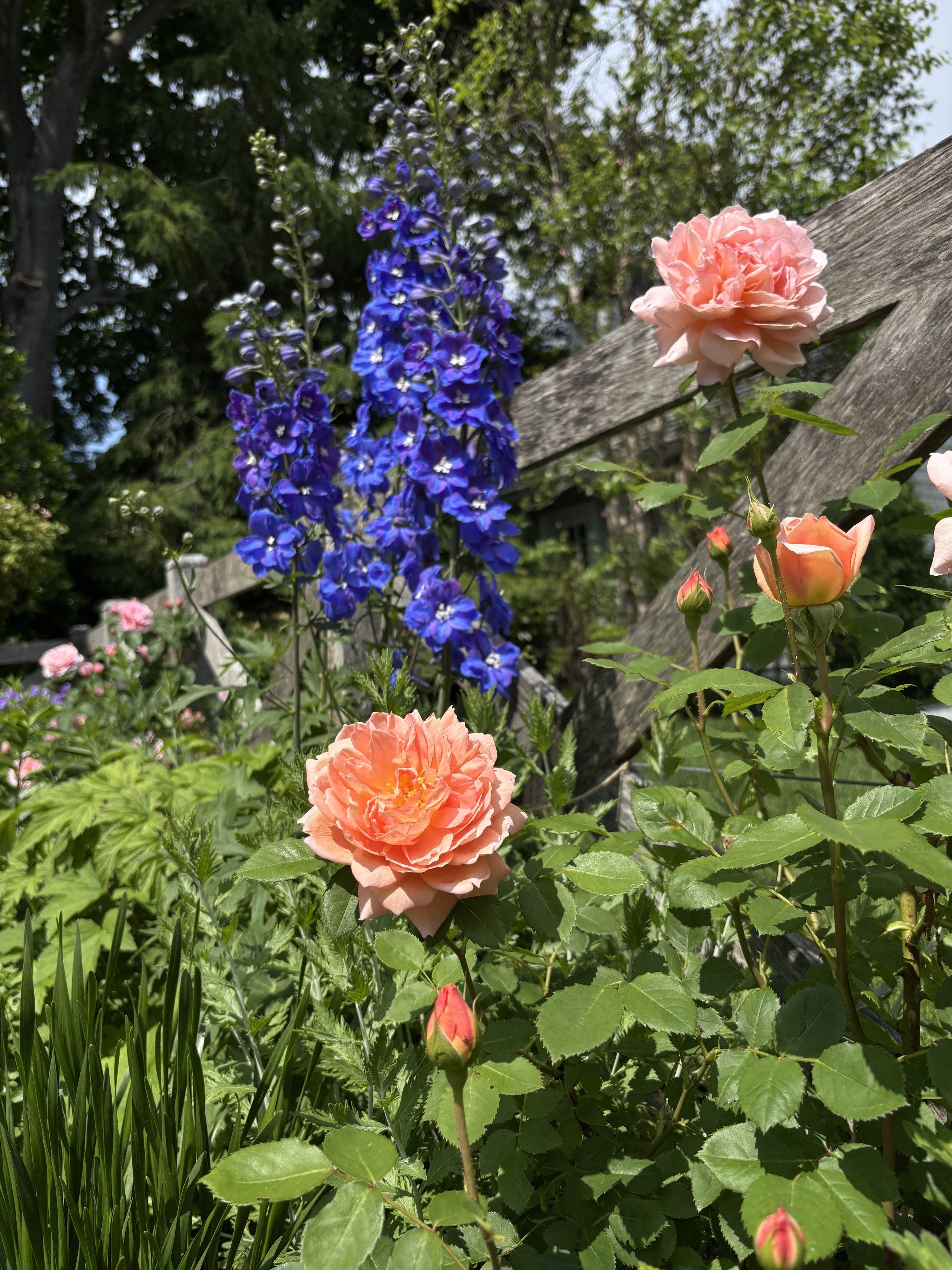IMG_6800.jpeg
