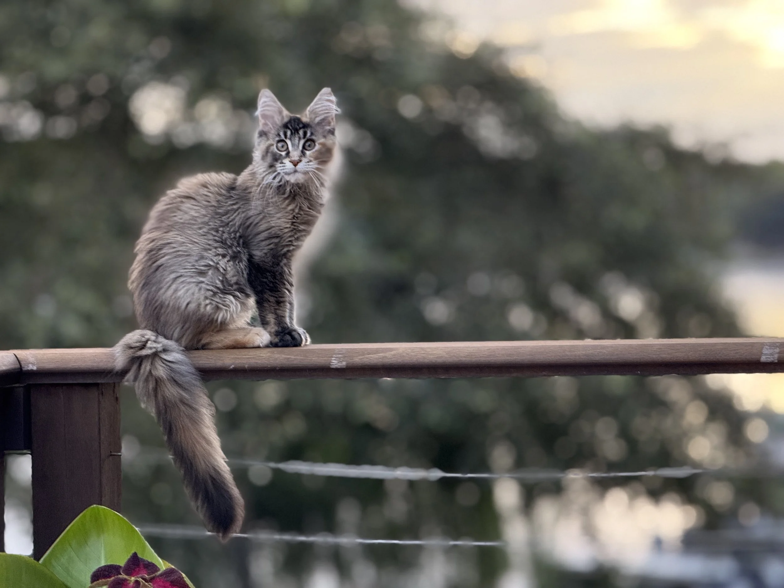 A young tabby Maine Coon cat with fluffy fur and large ears sitting on a wooden railing outdoors, with blurry trees and sky in the background.