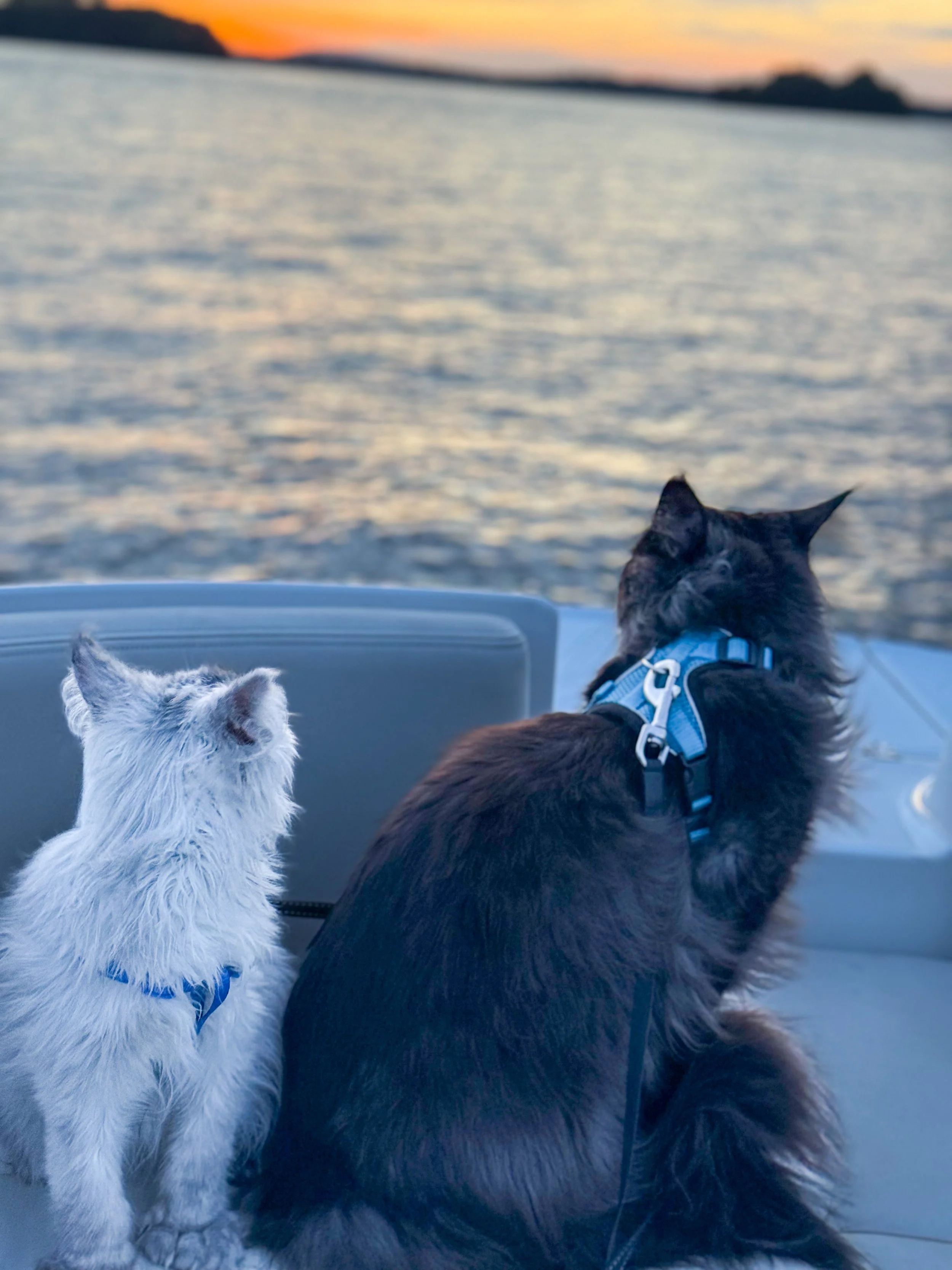 Two Maine Coon cats, one white and one black, sitting on a boat, looking at the water and sunset -  - Mainecoon Gods LLC