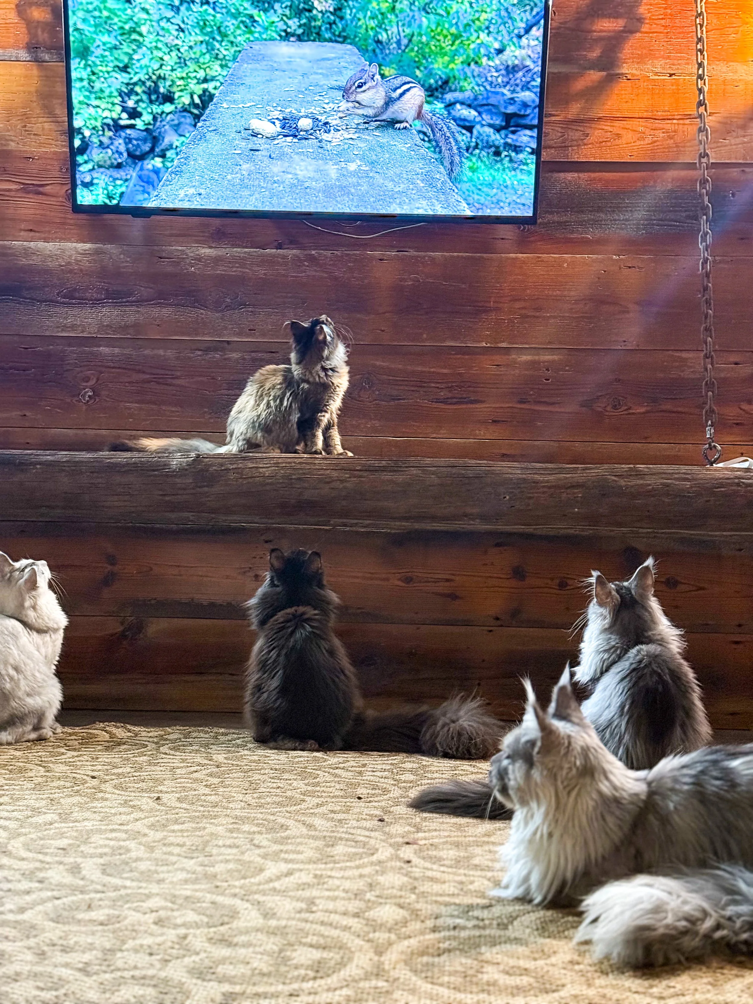A group of five cats sitting on a beige carpet, watching a squirrel on a wooden ledge in front of a wooden wall, with a large TV above showing the squirrel on a stone divider.