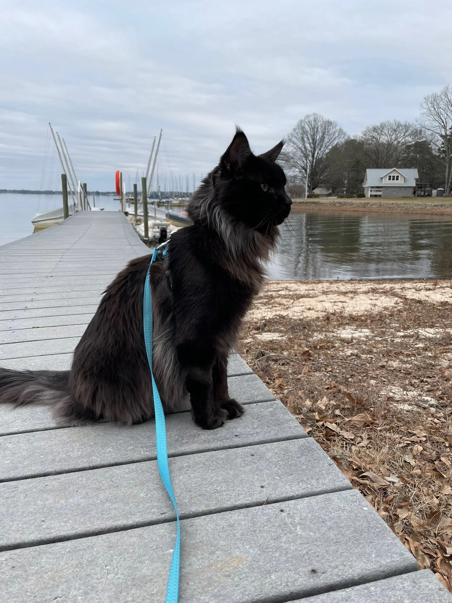 A black and gray long-haired cat sitting on a wooden dock by a calm body of water, with sailboats docked on the left and trees and houses in the background.