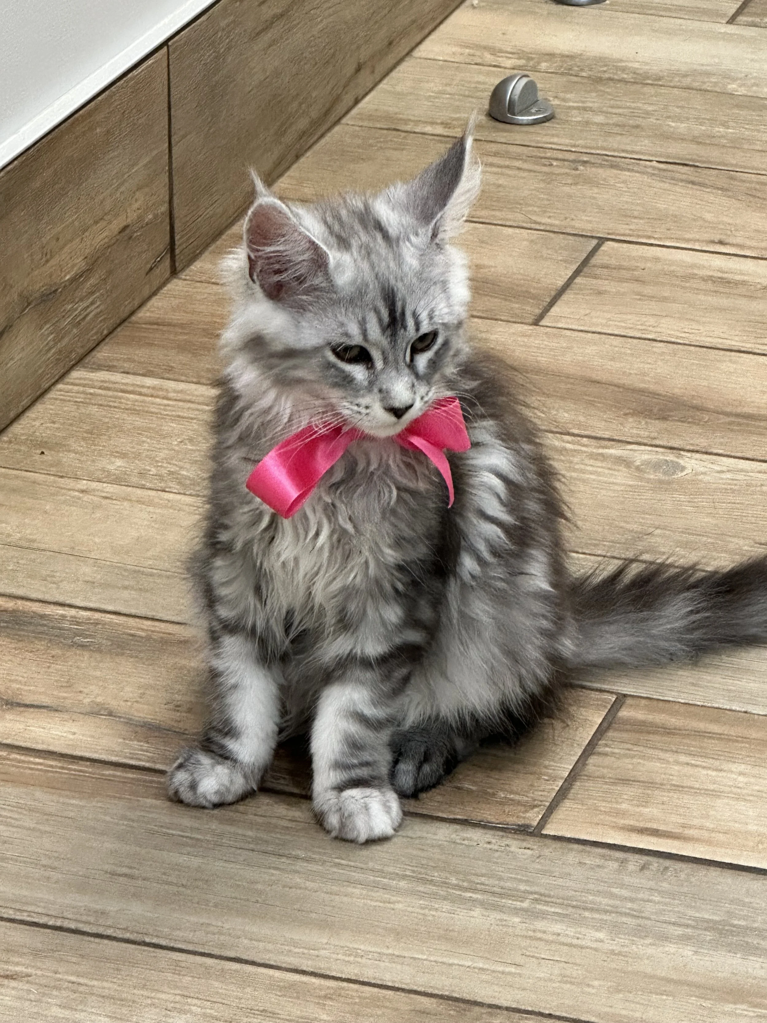 Gray tabby Maine Coon kitten with a pink ribbon around its neck sitting on wooden floor - Mainecoon Gods LLC