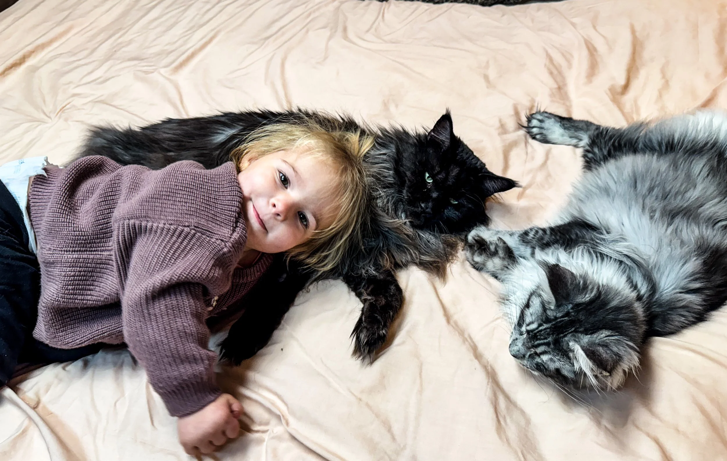 A young girl lying on a bed with two long-haired cats, one black and one gray, all relaxing together.