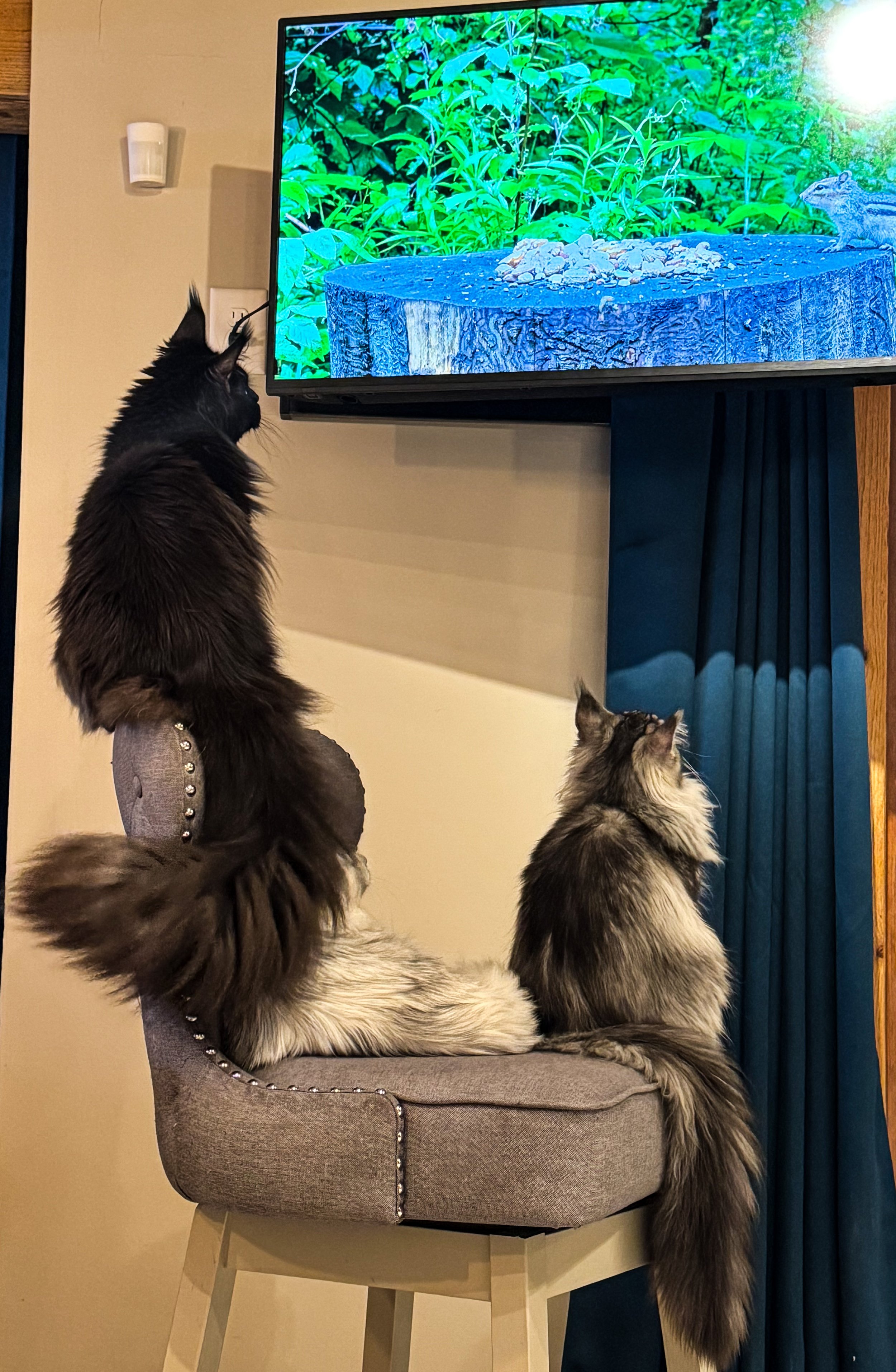 Two long-haired Maine Coon cats watching a TV screen that displays a nature scene with green foliage, a tree stump, and a small animal or reptile - Mainecoon Gods LLC