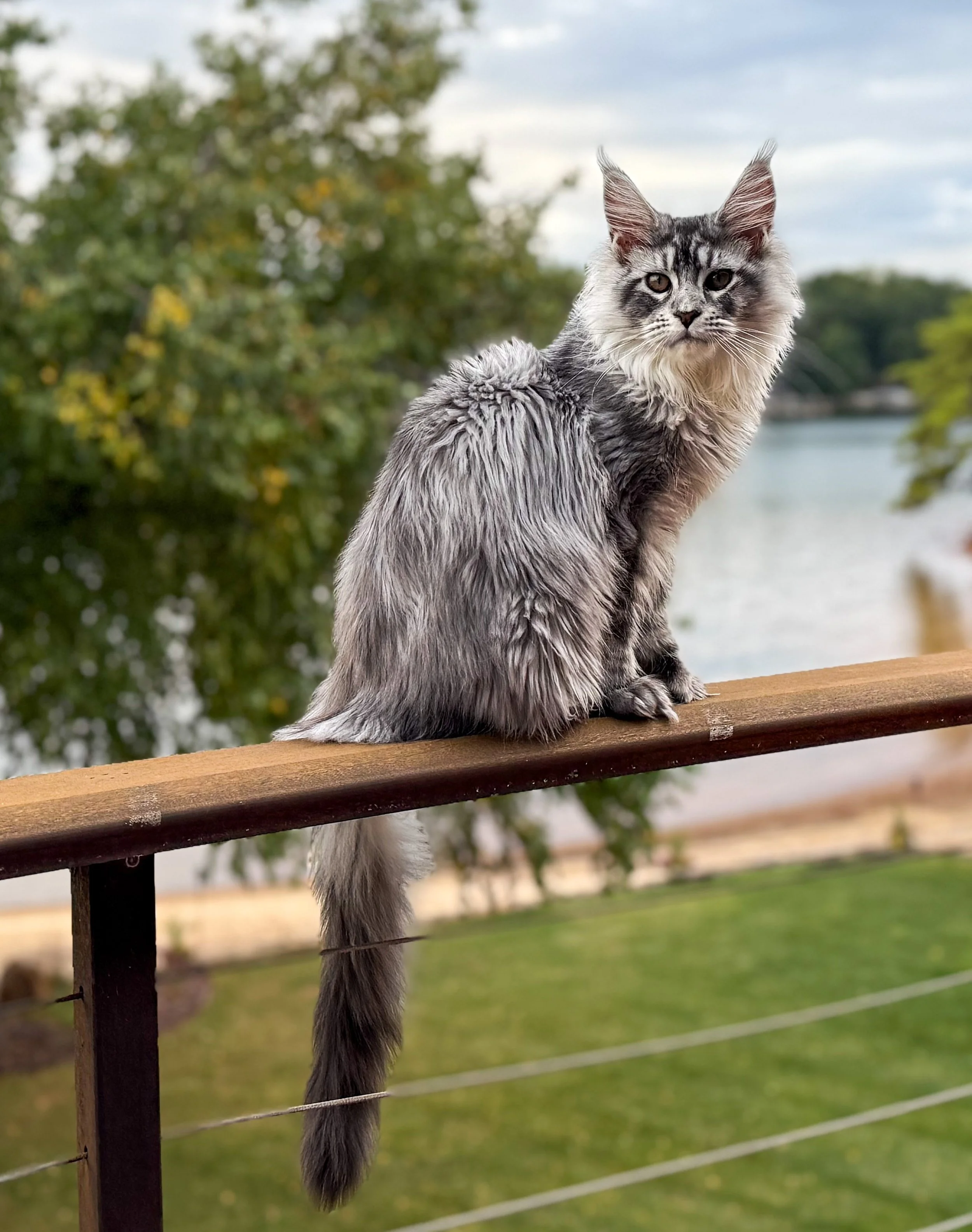 A long-haired gray cat sitting on a wooden railing outdoors with a lake and trees in the background.