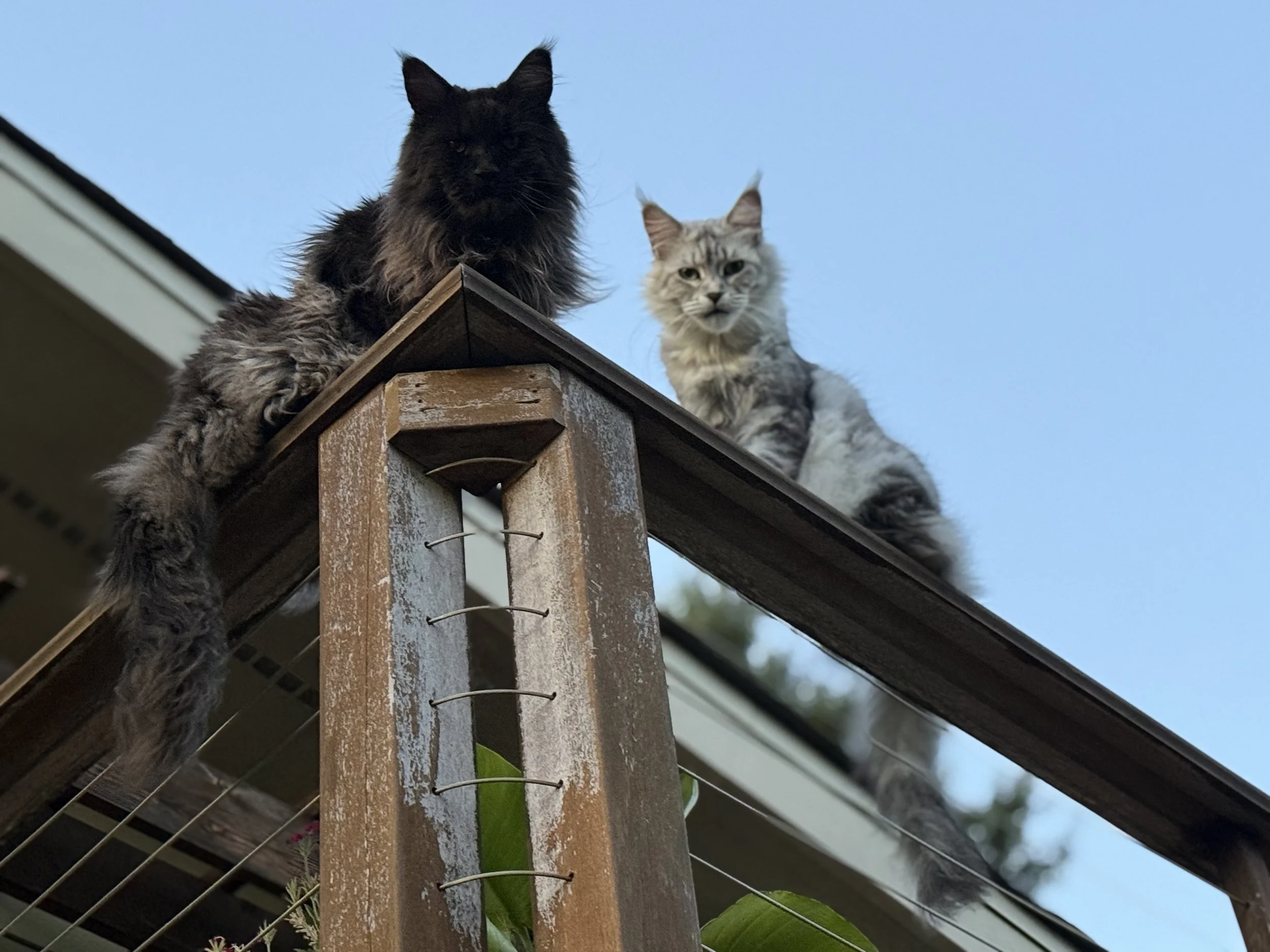 Two Maine Coon cats sitting on the edge of a wooden deck, looking down, with a clear blue sky in the background.