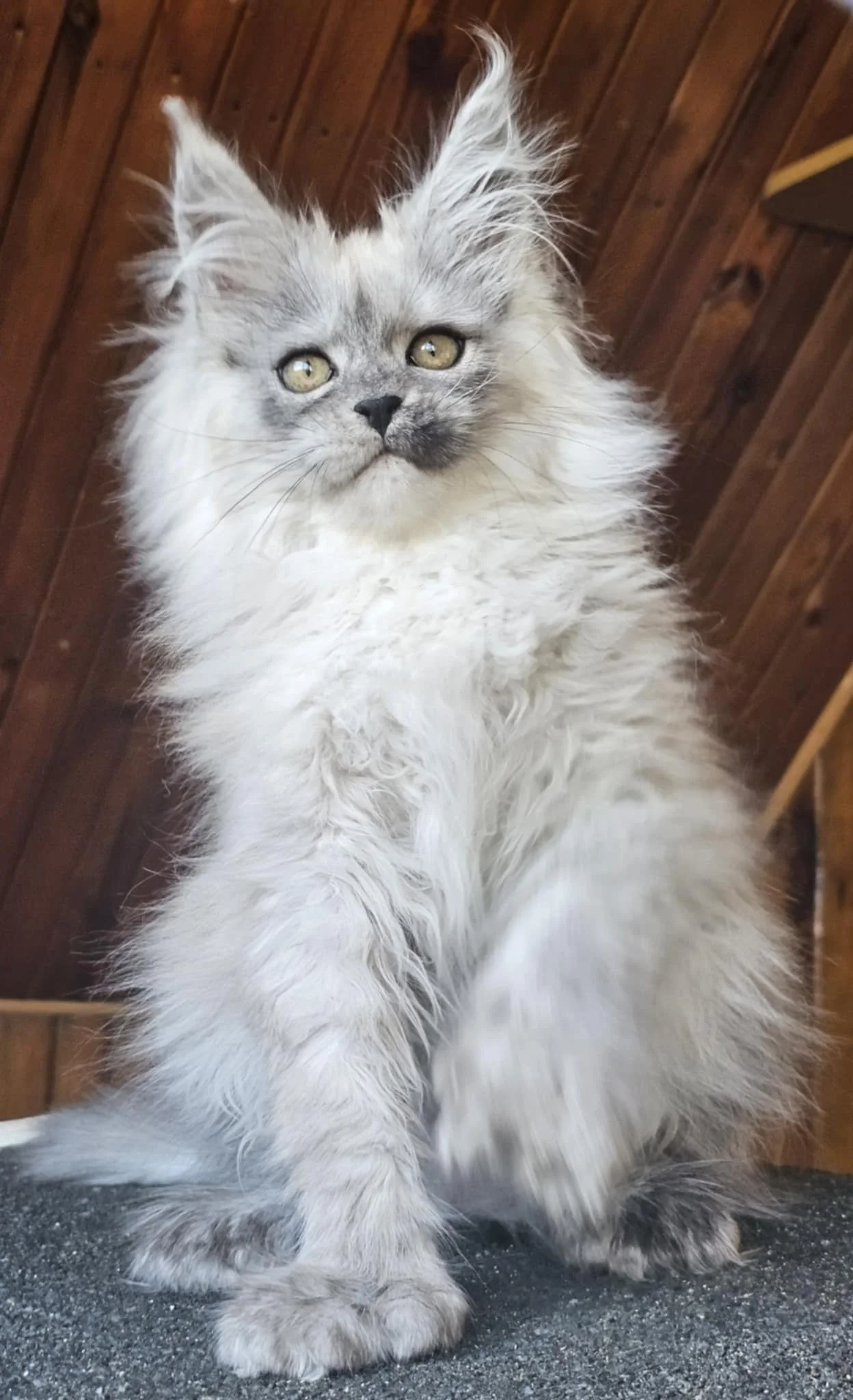 A fluffy gray and white kitten with yellow eyes, standing on a dark surface with a wooden wall in the background.