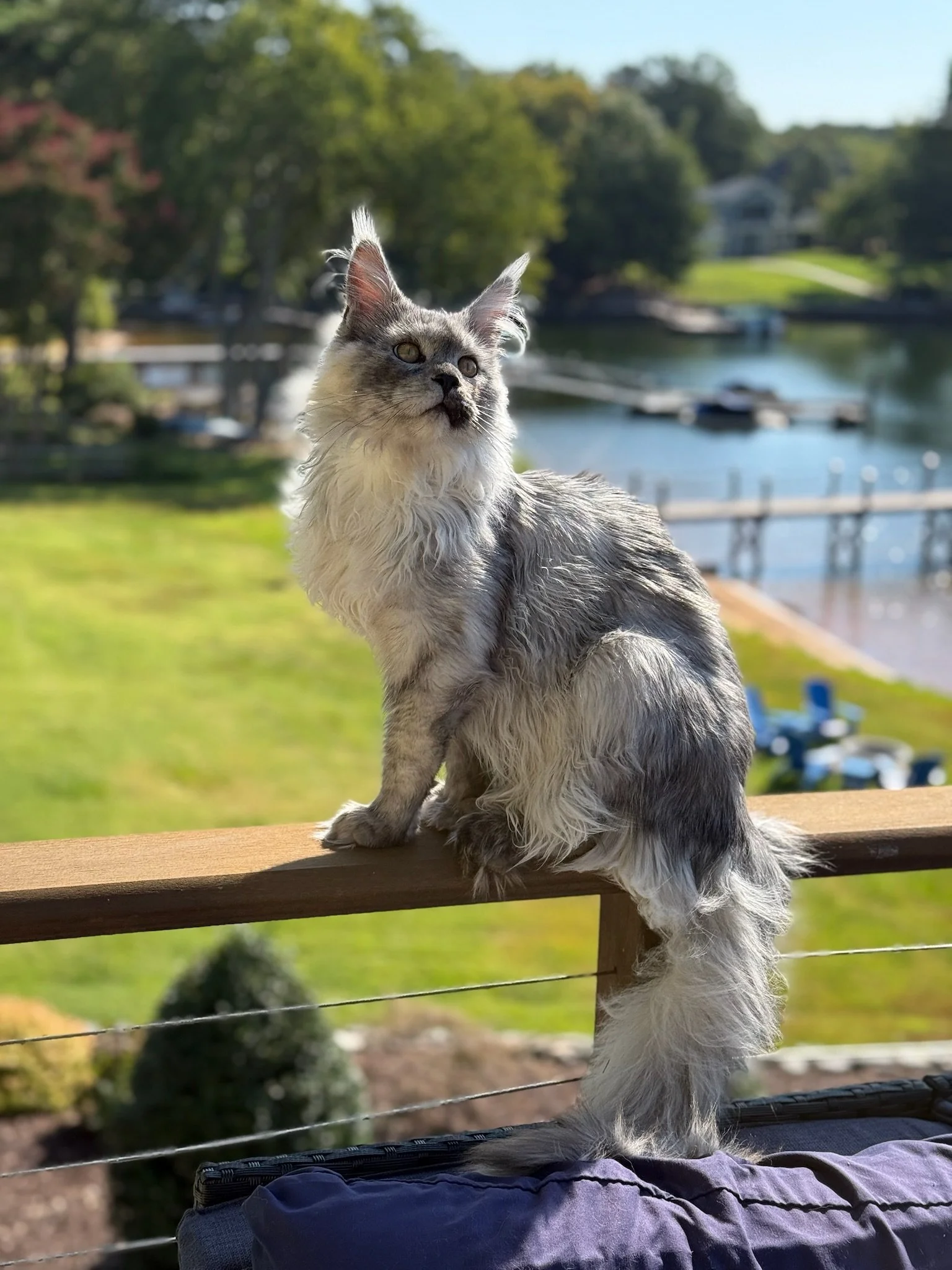 A long-haired gray and white cat sits on a wooden railing outdoors, overlooking a grassy area and a body of water with anchored boats, with trees and houses in the background on a sunny day.