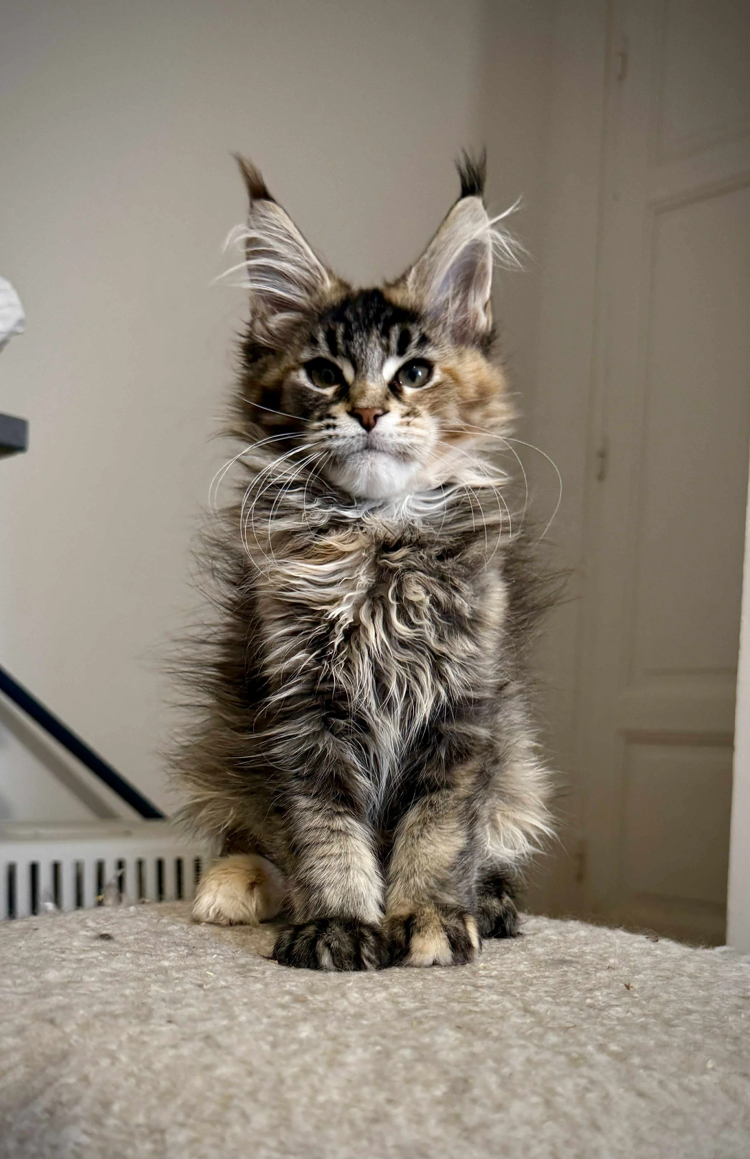 A Maine Coon kitten with long fur, prominent ears, and expressive eyes sitting on a carpeted surface indoors.
