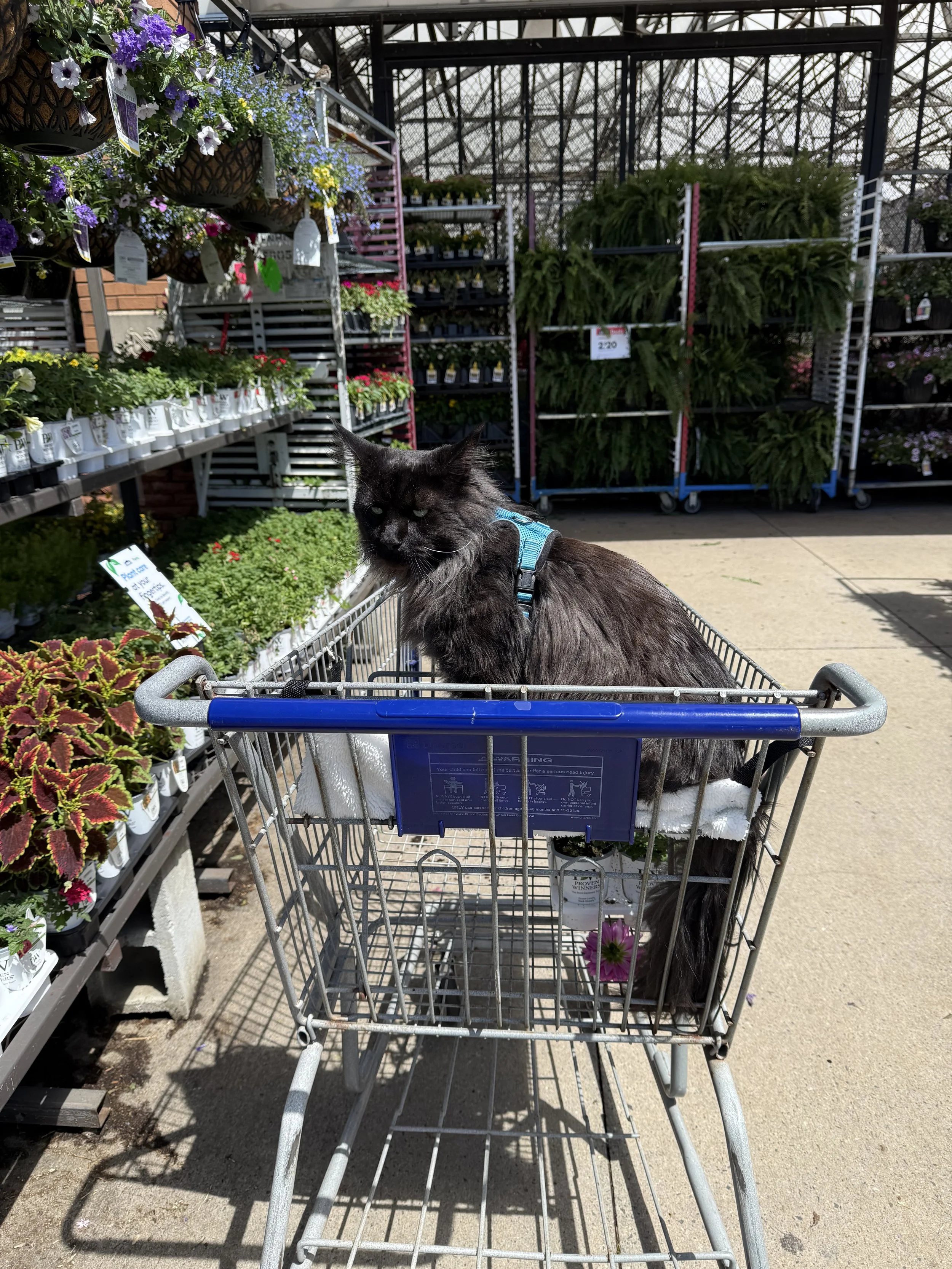 A black Maine Coon cat with long fur sitting inside a shopping cart at a garden center - Mainecoon Gods LLC