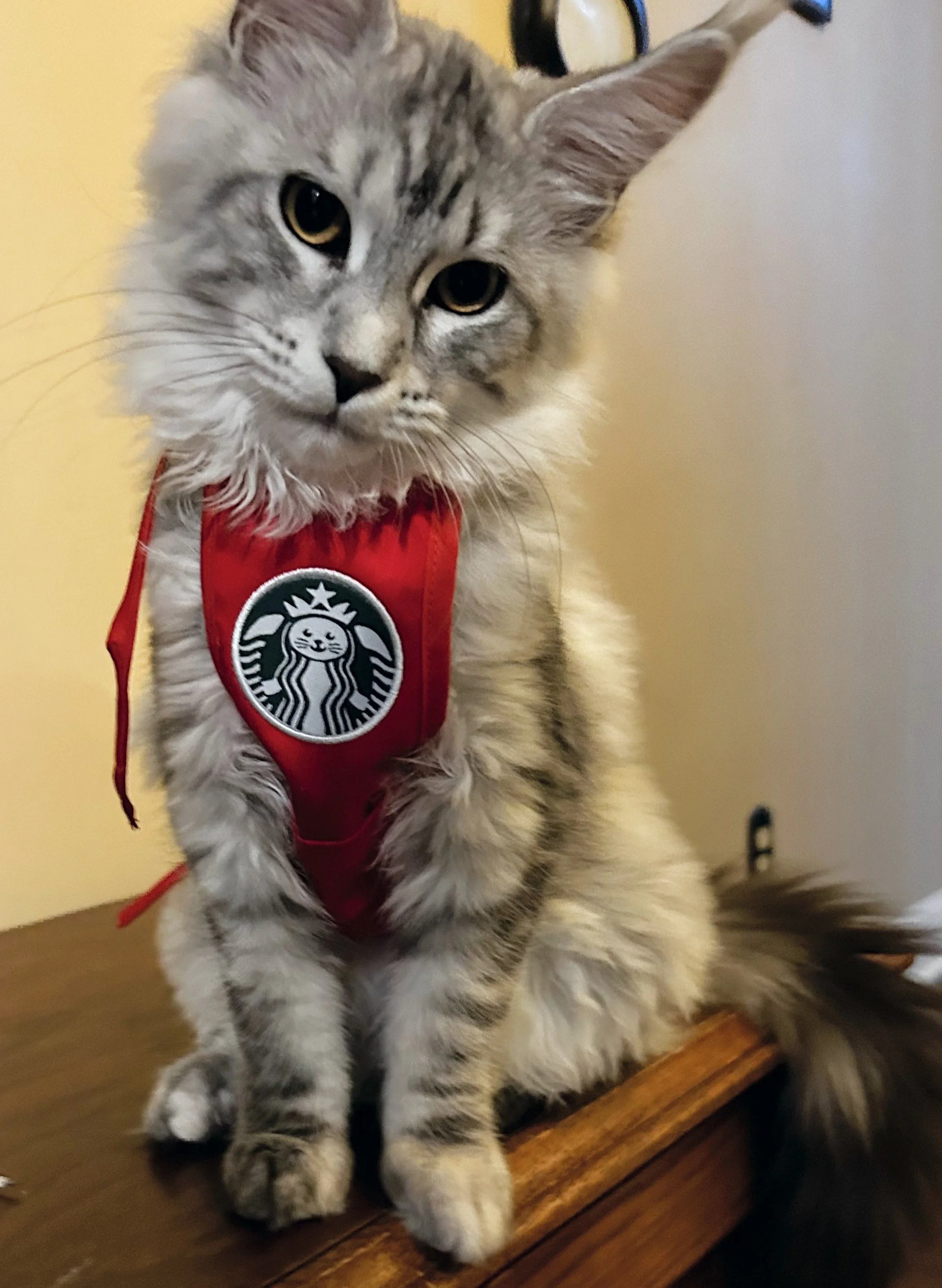 A fluffy gray tabby Maine Coon cat wearing a red apron with the Starbucks logo, sitting on a wooden surface - Mainecoon Gods LLC