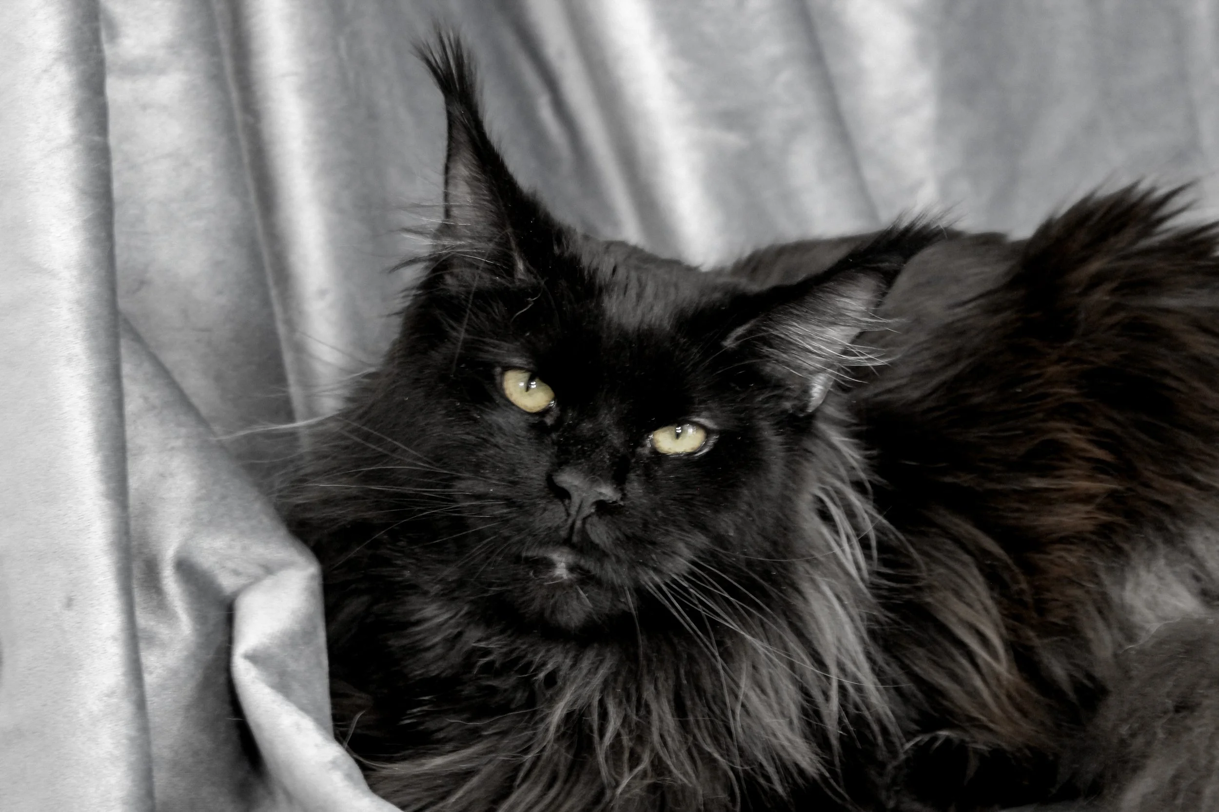 A black long-haired cat with yellow eyes lying on a soft fabric surface.
